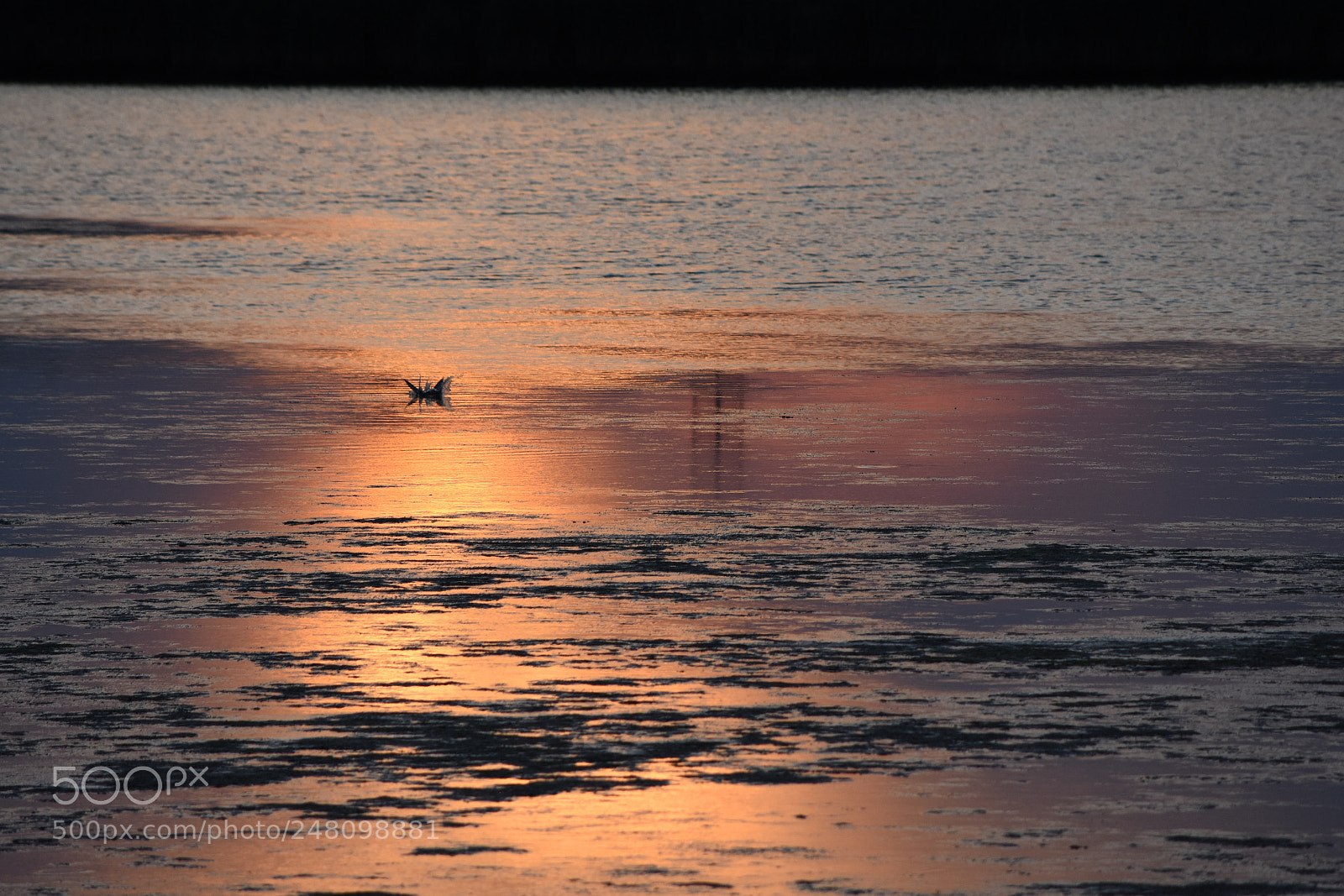 Nikon D7200 sample photo. Diving bird photography