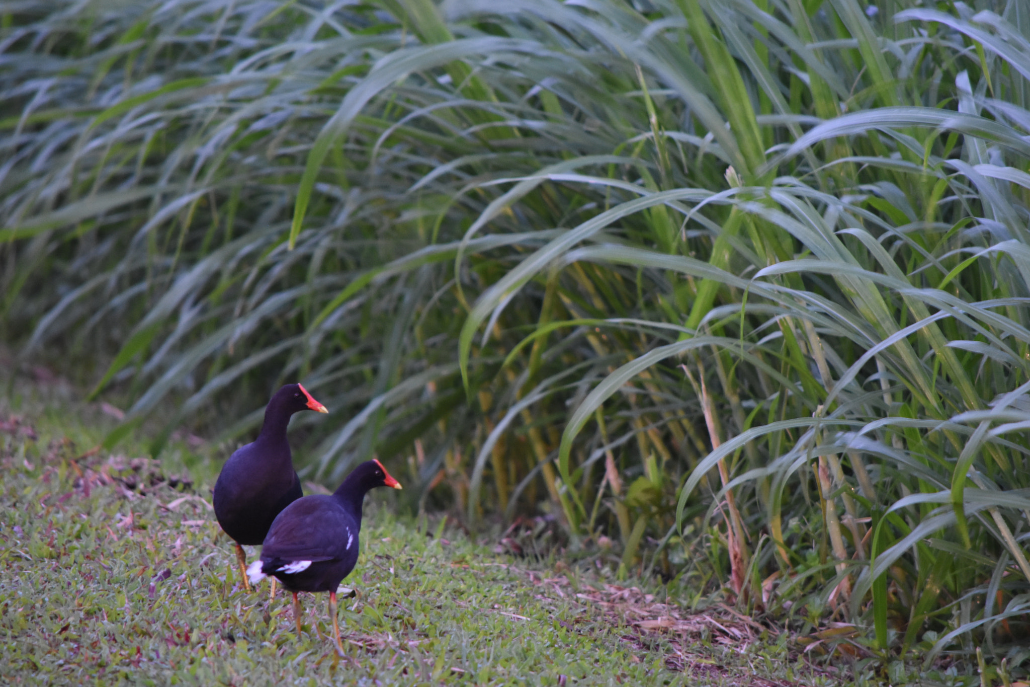 Nikon D7200 sample photo. Cafbbbbeacceb photography