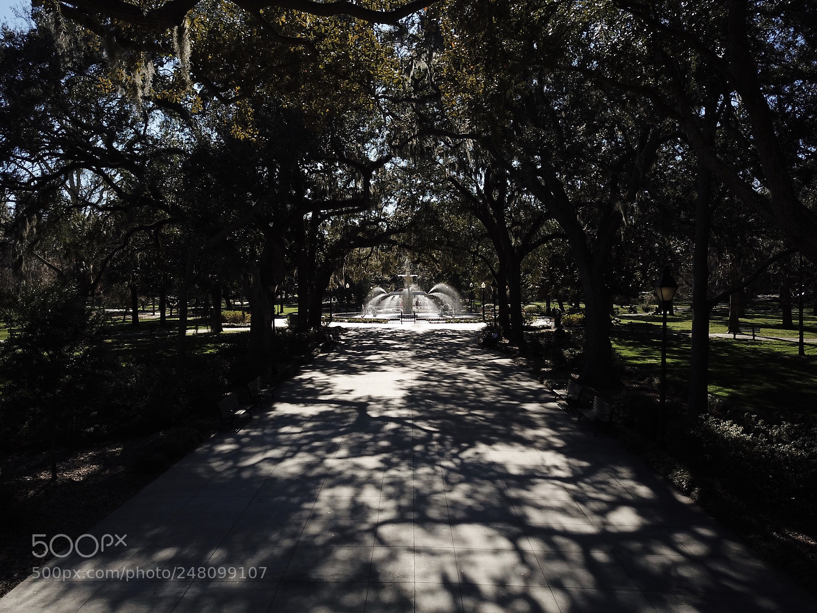 DJI FC220 sample photo. Savannah trees photography