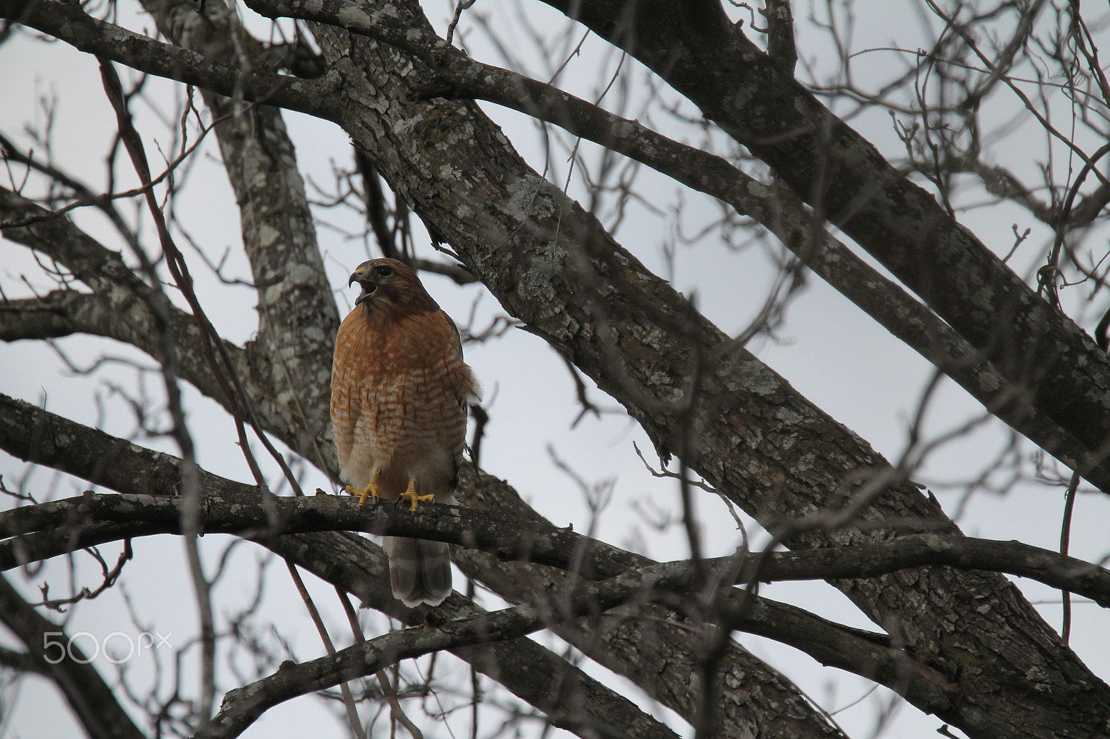 Tamron SP 150-600mm F5-6.3 Di VC USD sample photo. Red-tailed hawk in tree photography