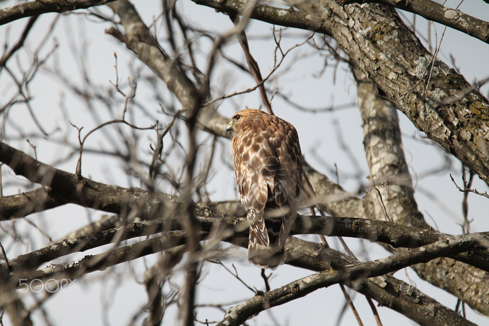 Tamron SP 150-600mm F5-6.3 Di VC USD sample photo. Red-tailed hawk in tree photography