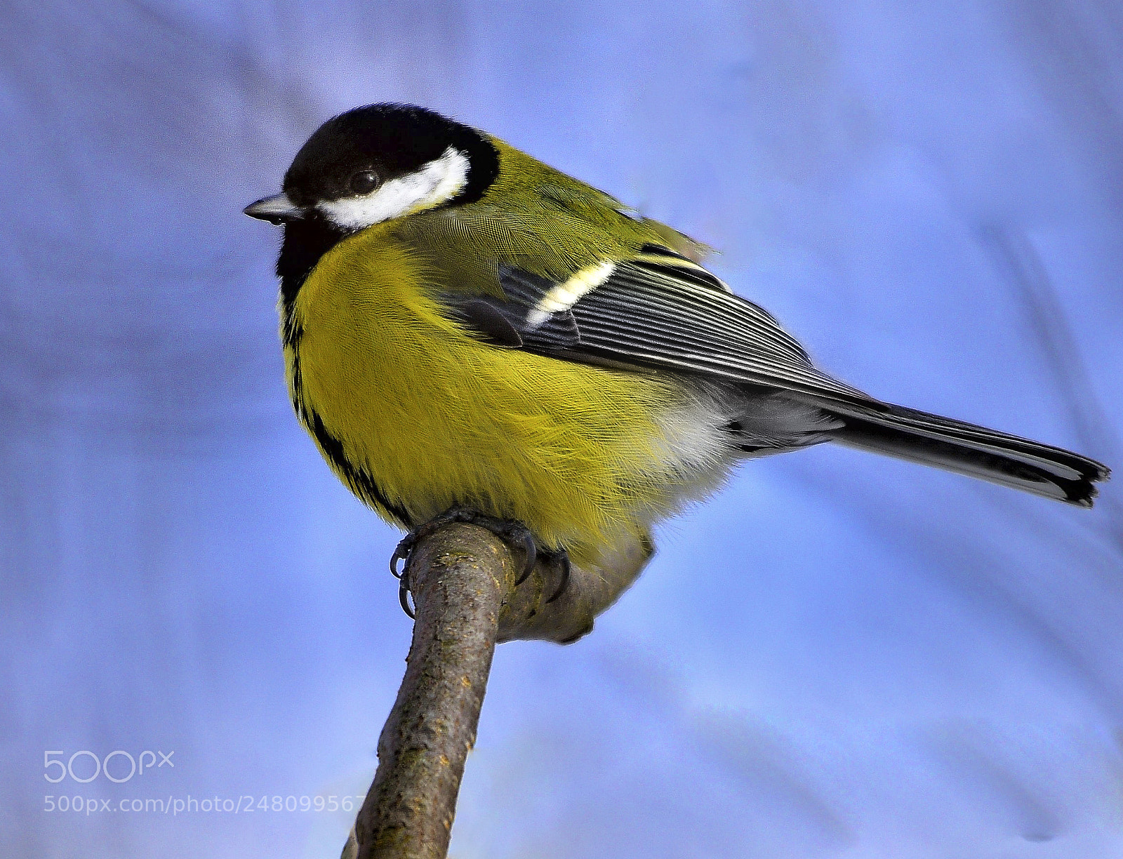 Nikon D810 sample photo. Mes photography