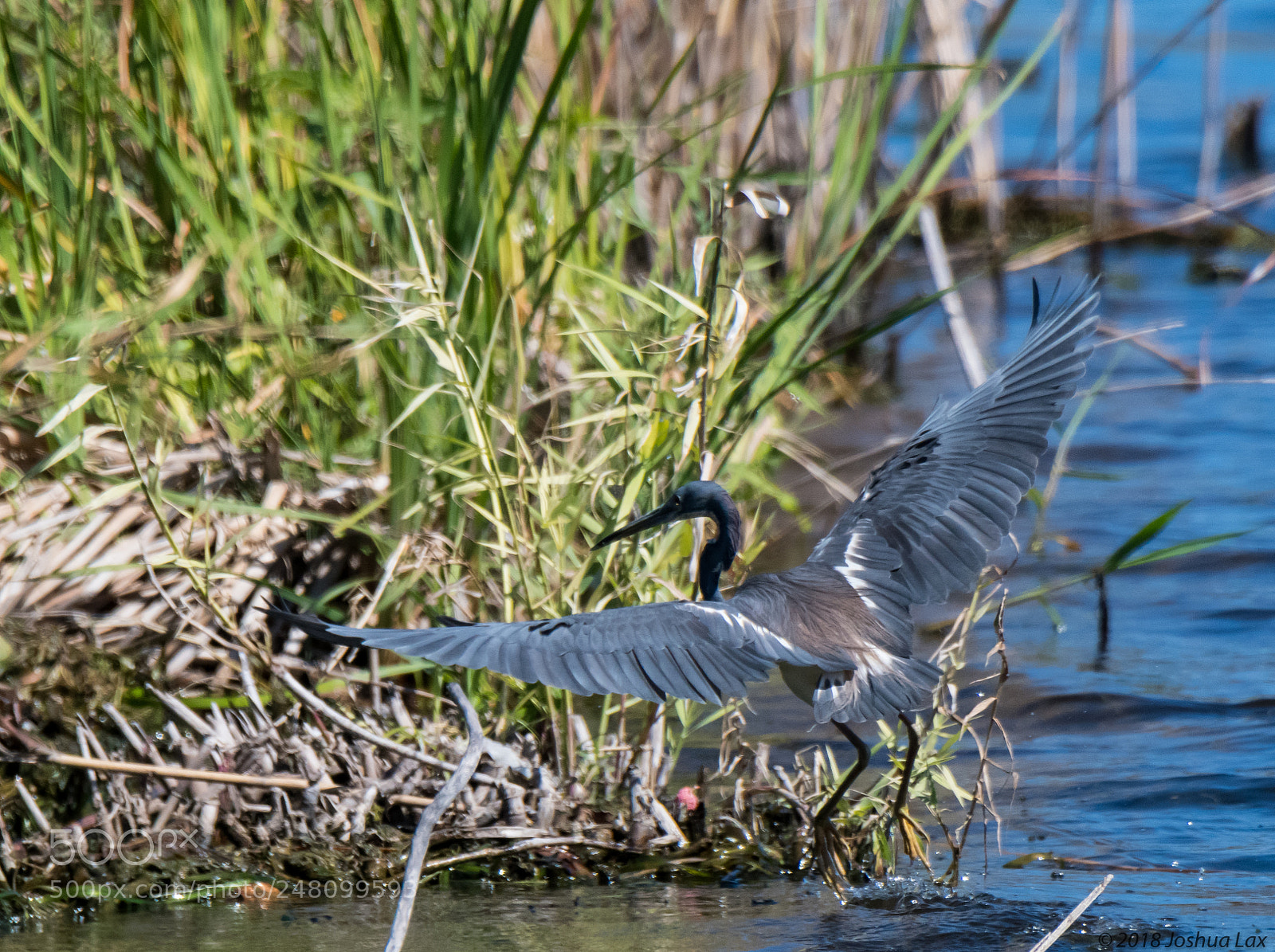 Nikon D500 sample photo. Landing photography