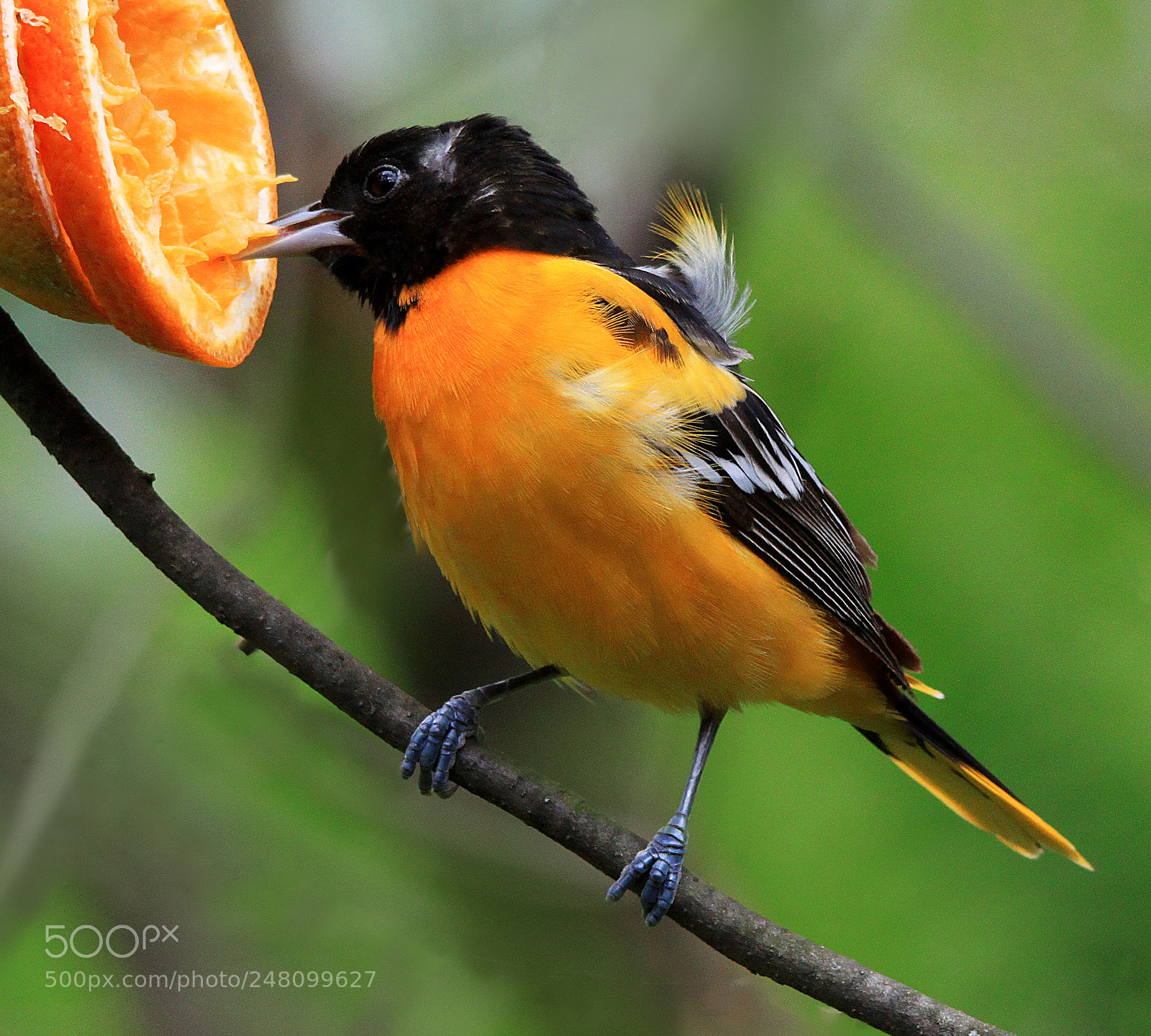 Canon EOS 500D (EOS Rebel T1i / EOS Kiss X3) sample photo. Baltimore oriole and orange photography
