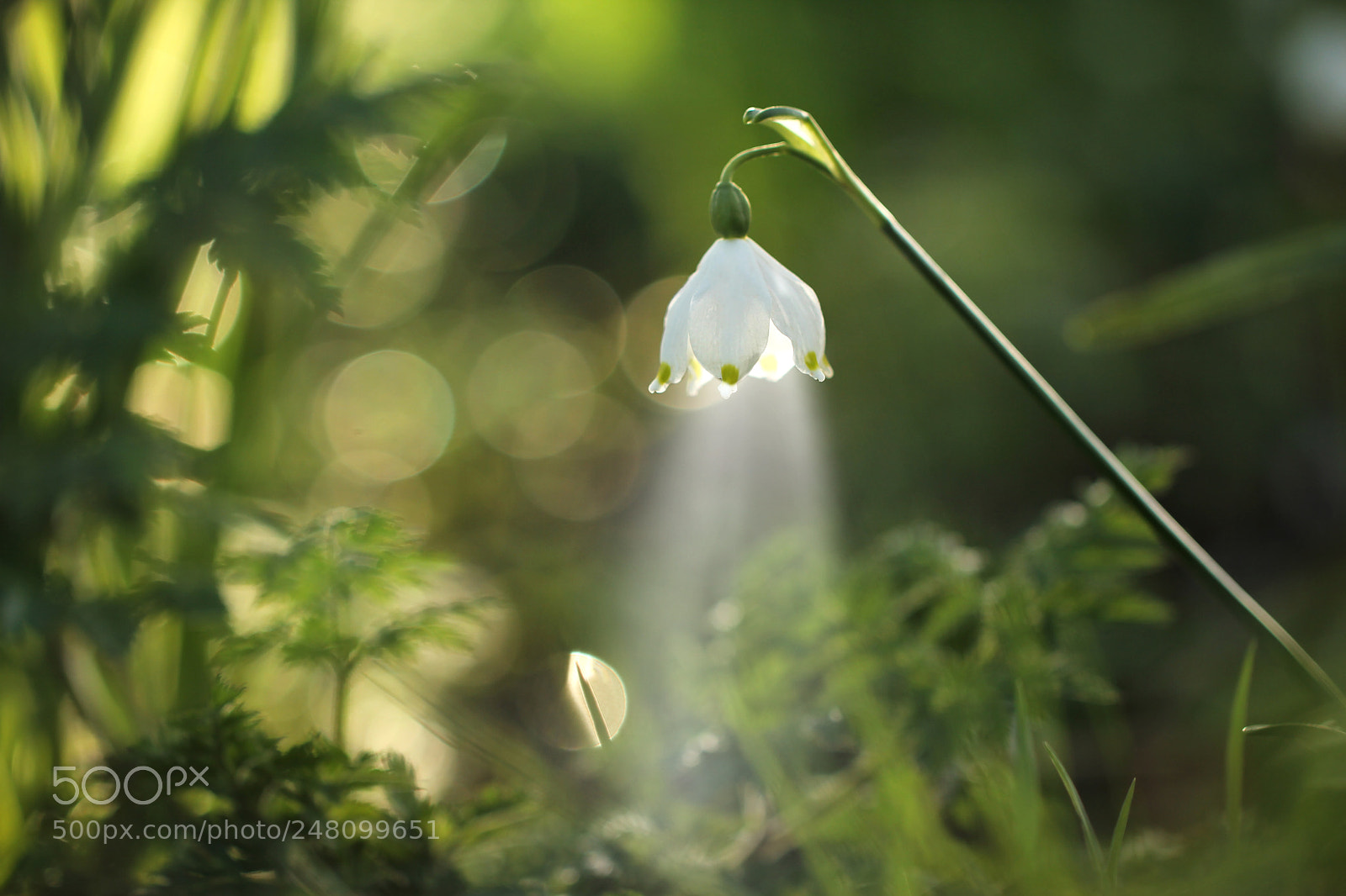 Canon EOS 60D sample photo. Garden light photography