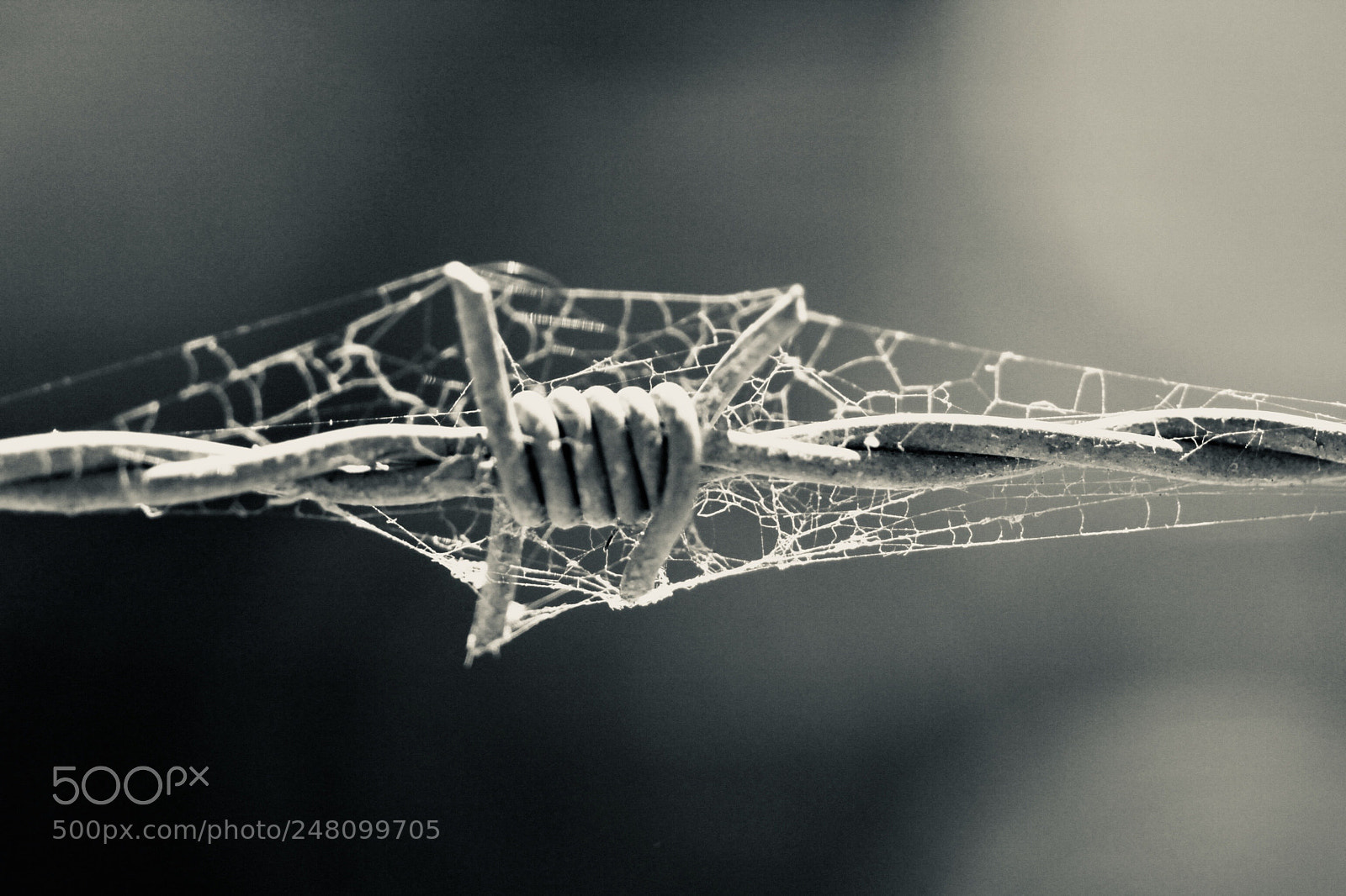 Canon EOS 1100D (EOS Rebel T3 / EOS Kiss X50) sample photo. Barbed spider web photography