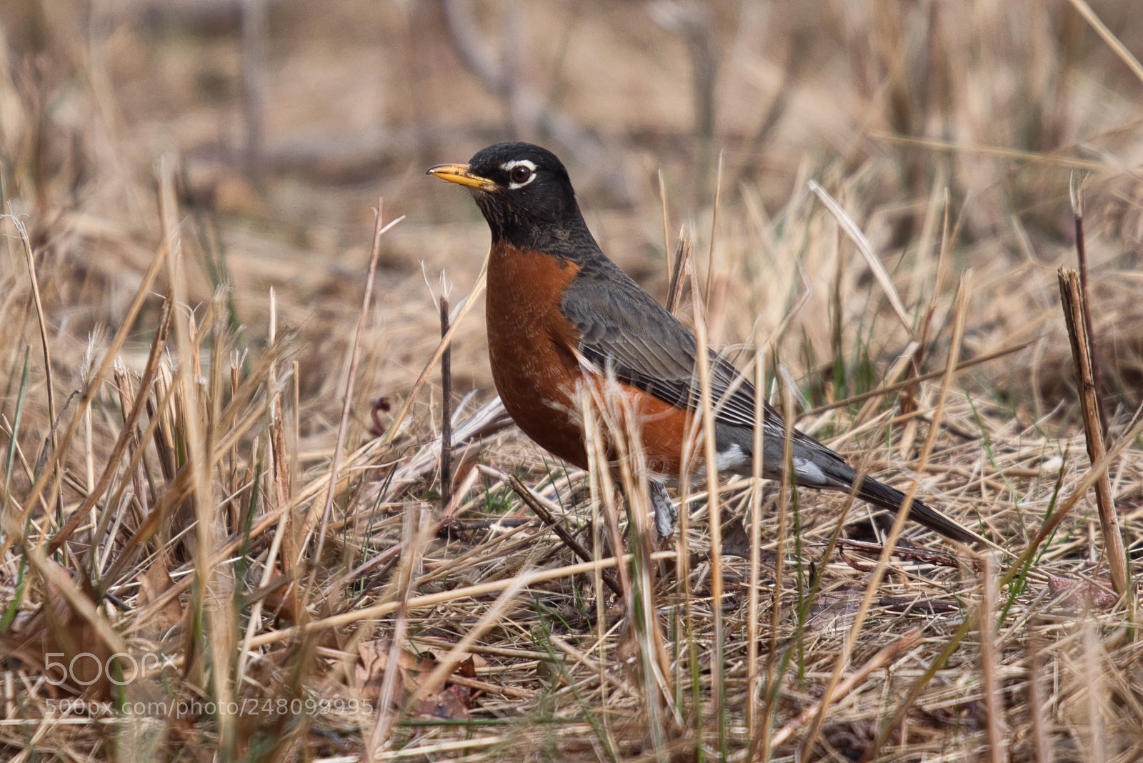 Nikon D5600 sample photo. American robin photography