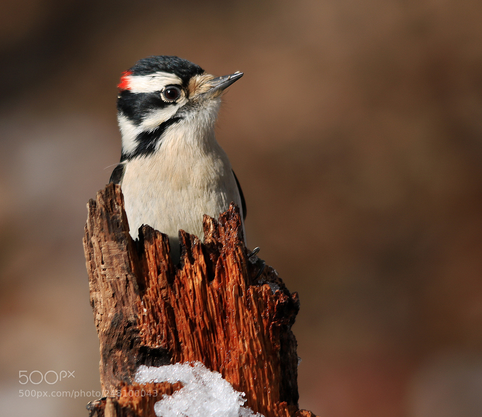 Canon EOS 750D (EOS Rebel T6i / EOS Kiss X8i) sample photo. Downy woodpecker photography