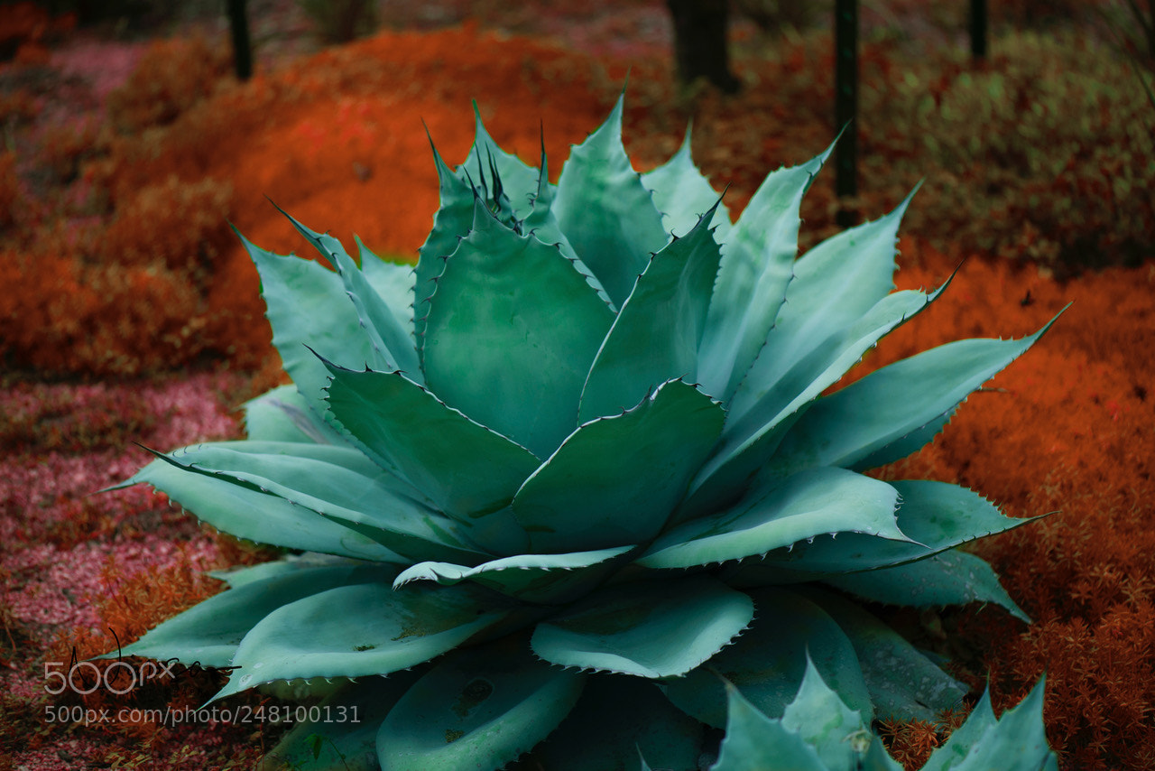 Nikon D800 sample photo. Cactus photography