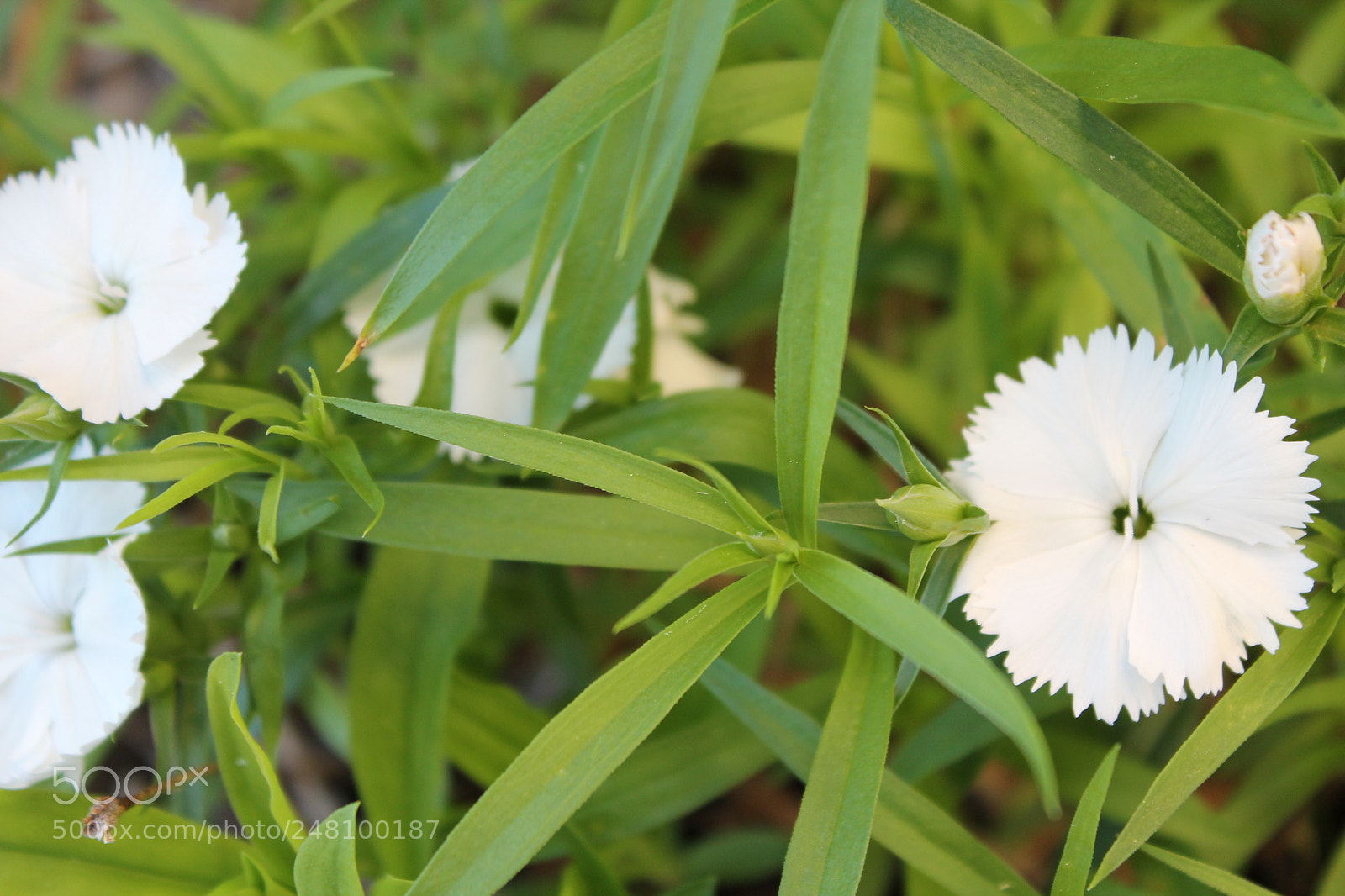 Canon EOS 1100D (EOS Rebel T3 / EOS Kiss X50) sample photo. Hints of spring photography