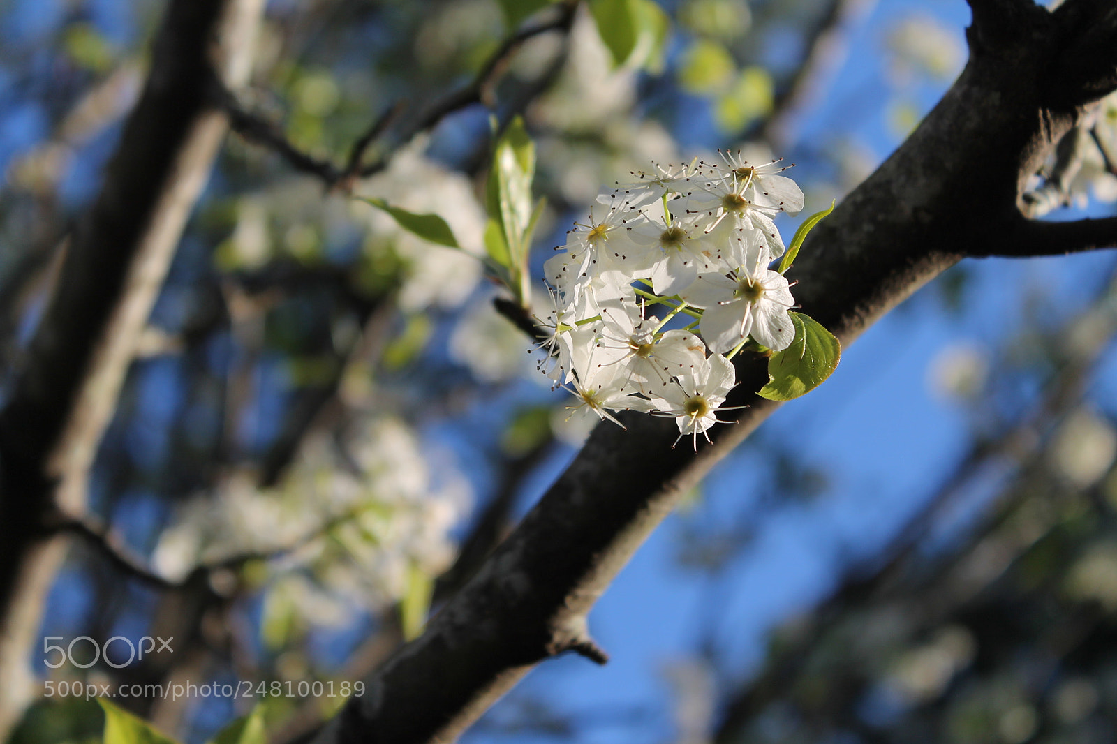 Canon EOS 1100D (EOS Rebel T3 / EOS Kiss X50) sample photo. Pear tree blooms photography