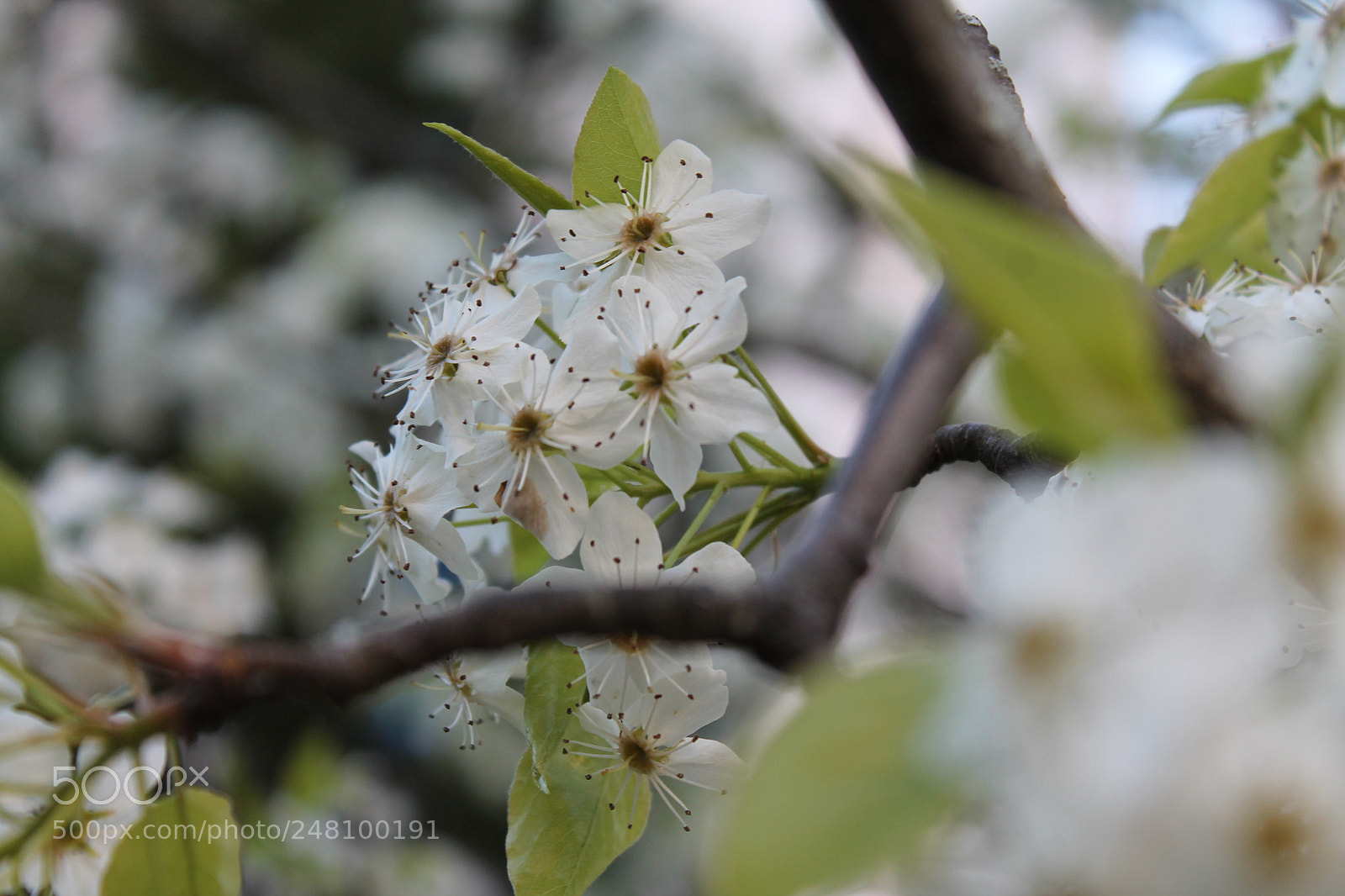 Canon EOS 1100D (EOS Rebel T3 / EOS Kiss X50) sample photo. Hints of spring photography