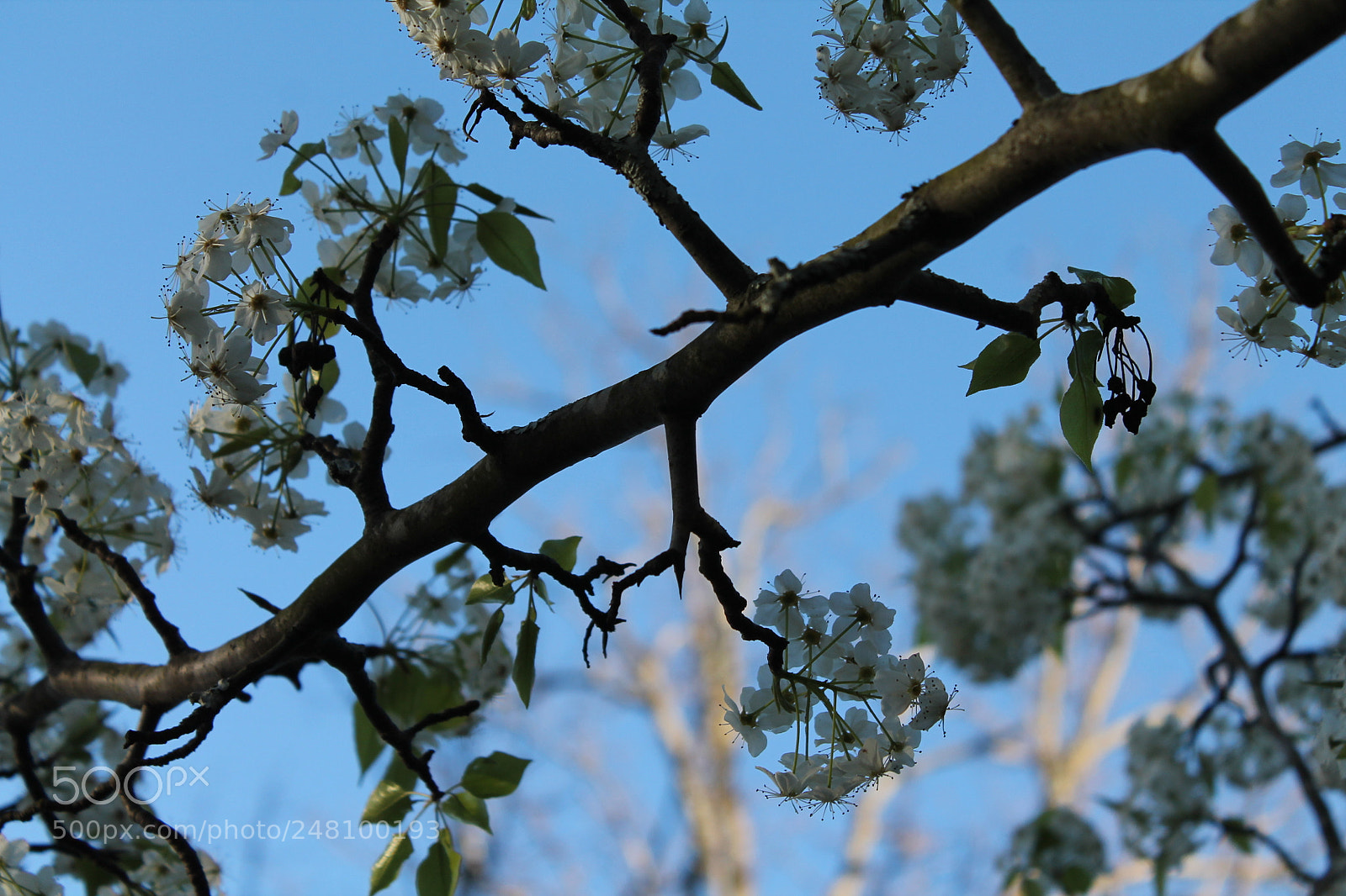 Canon EOS 1100D (EOS Rebel T3 / EOS Kiss X50) sample photo. Hints of spring photography