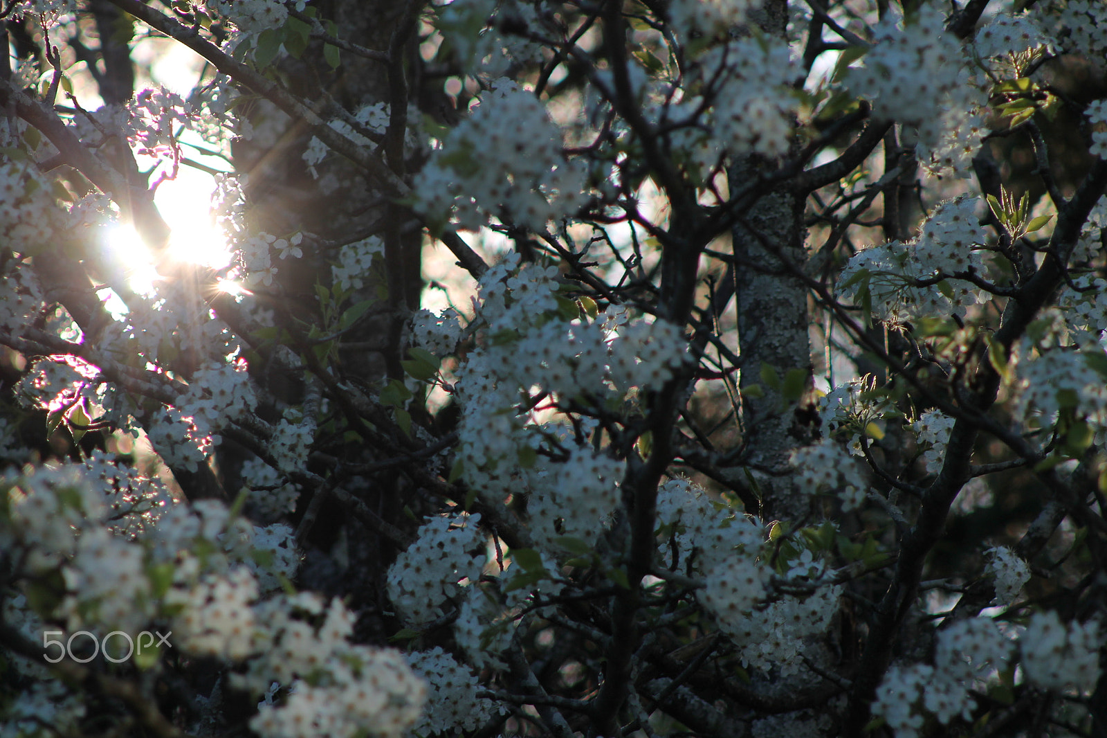 Canon EF 75-300mm f/4-5.6 sample photo. Hints of spring photography
