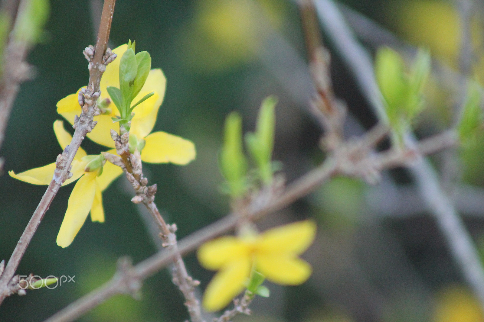 Canon EF 75-300mm f/4-5.6 sample photo. Yellow bell blooms photography