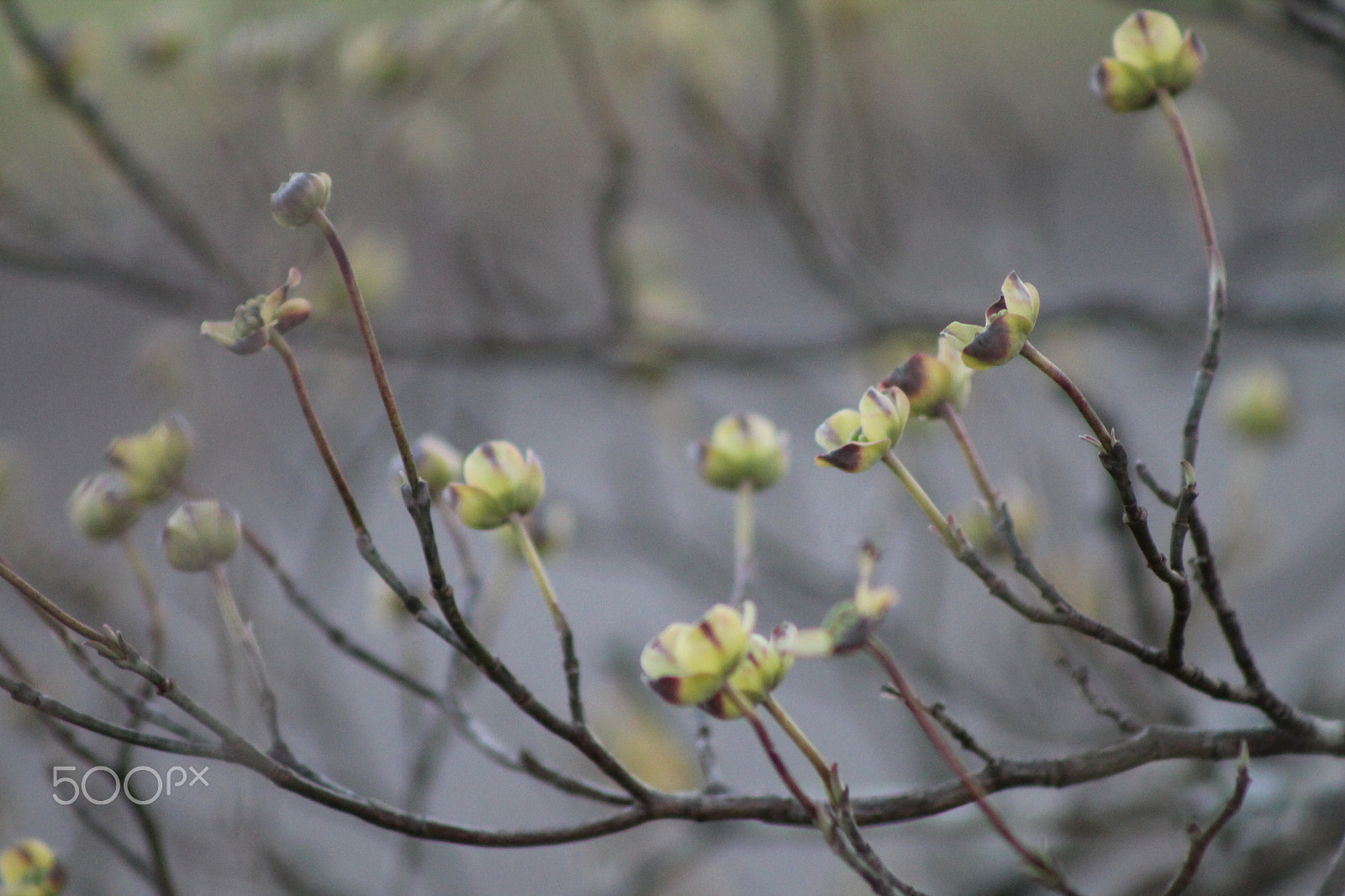 Canon EF 75-300mm f/4-5.6 sample photo. Hints of spring photography