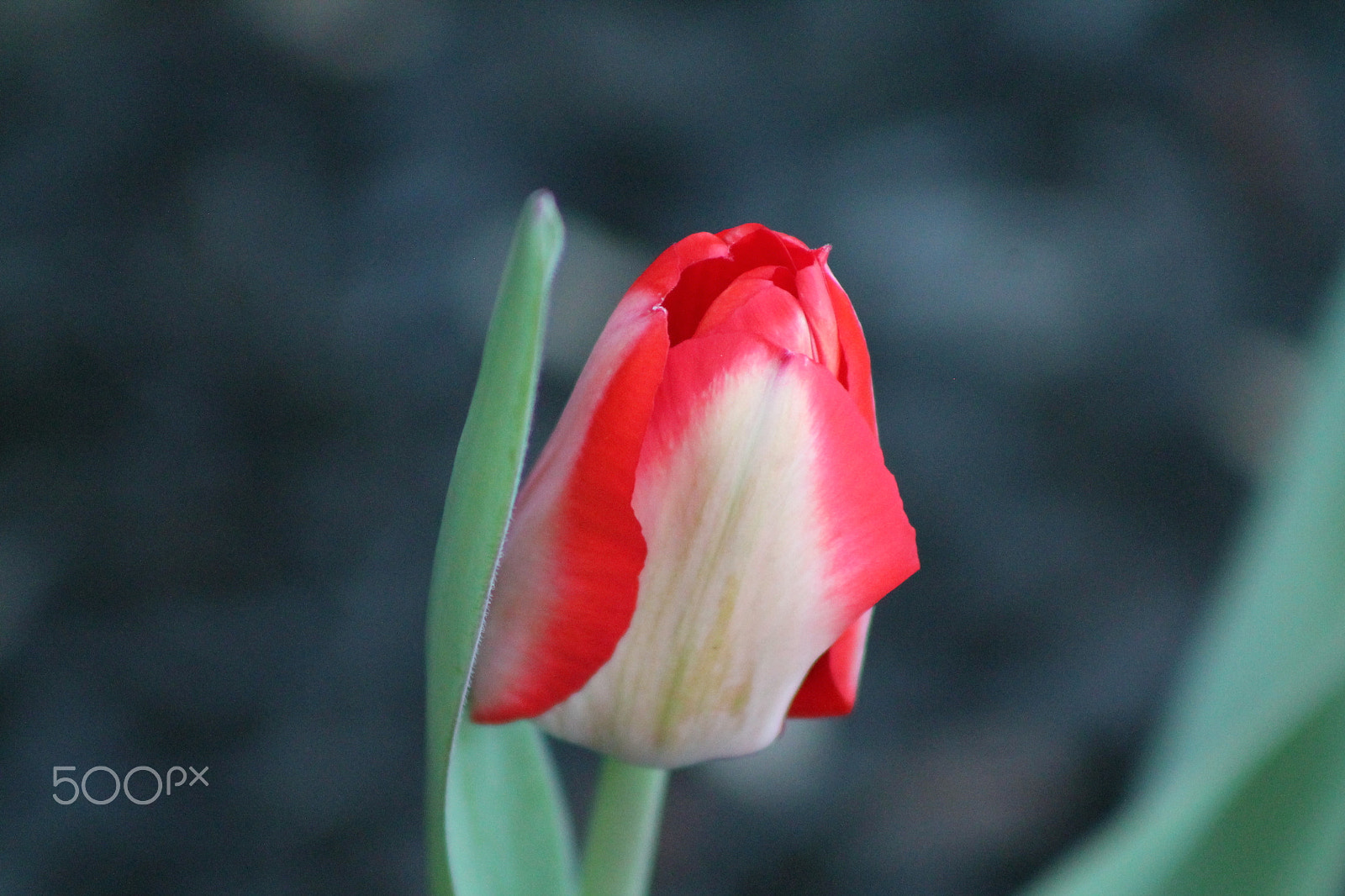 Canon EF 75-300mm f/4-5.6 sample photo. Hints of spring photography
