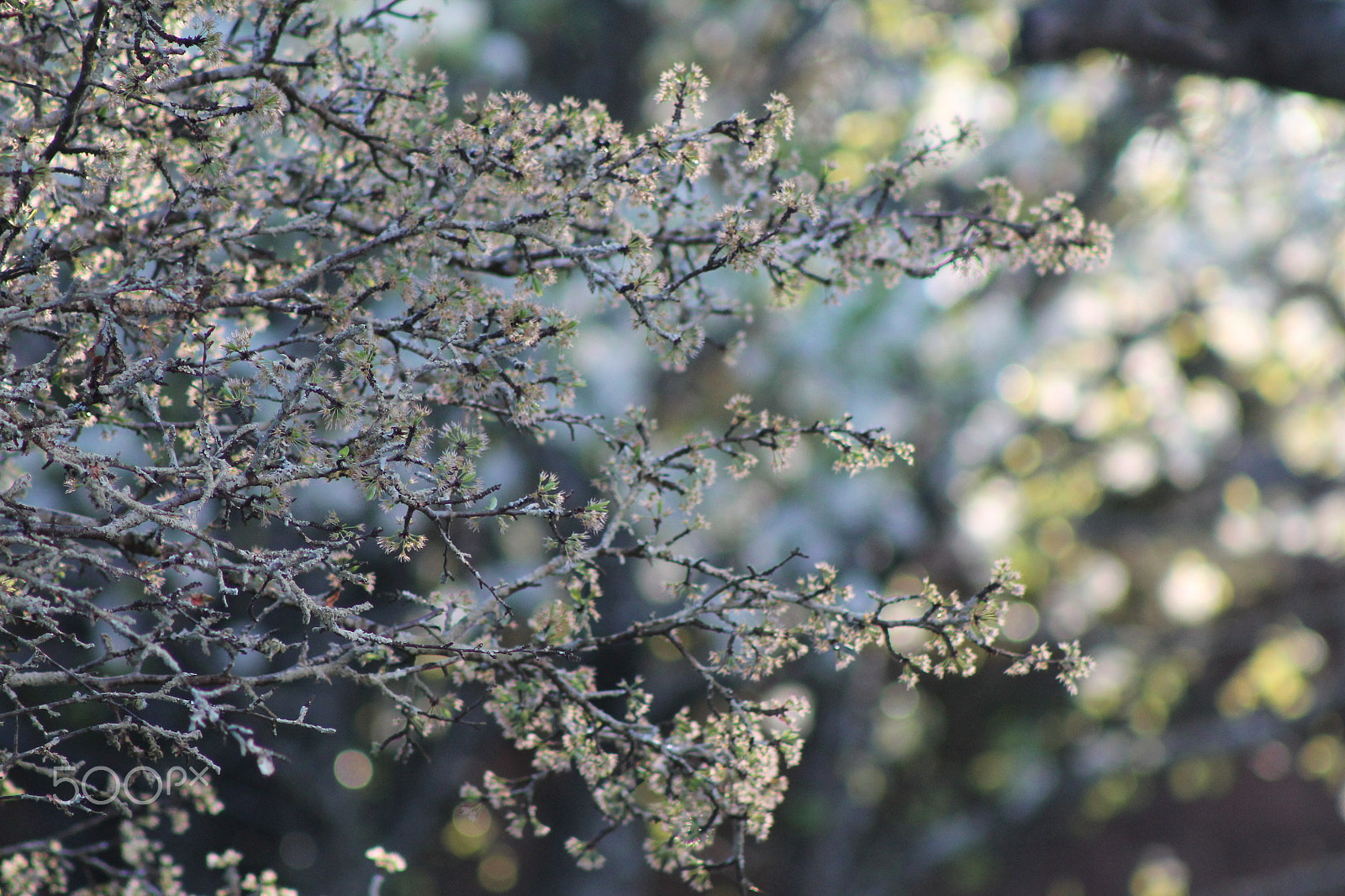 Canon EF 75-300mm f/4-5.6 sample photo. Hints of spring photography