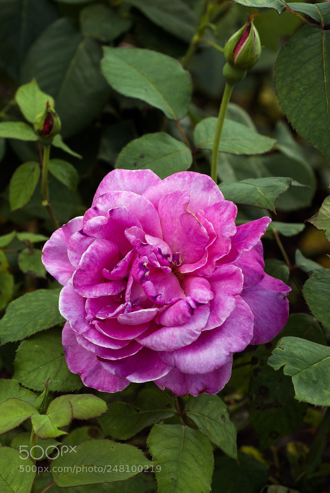 Nikon D80 sample photo. Flower photography