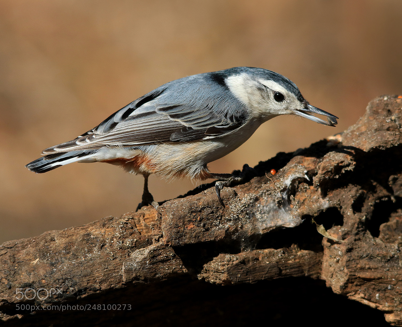 Canon EOS 750D (EOS Rebel T6i / EOS Kiss X8i) sample photo. White breasted nuthatch photography