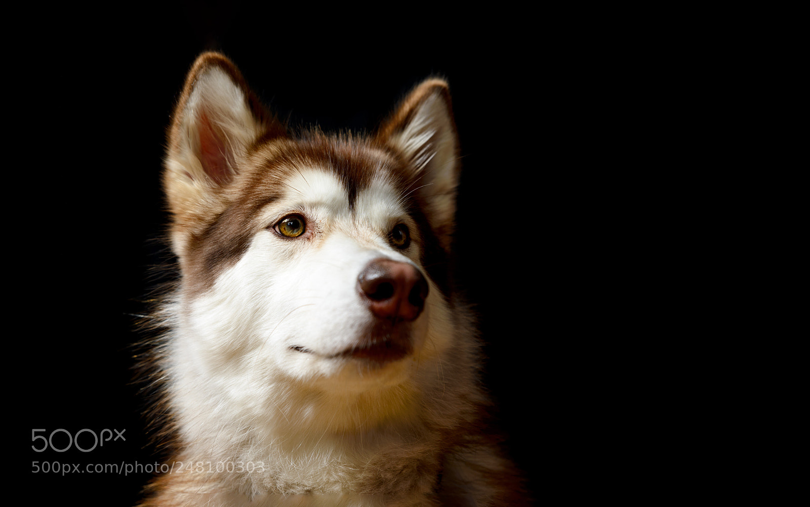 Nikon D610 sample photo. The noble malamute photography