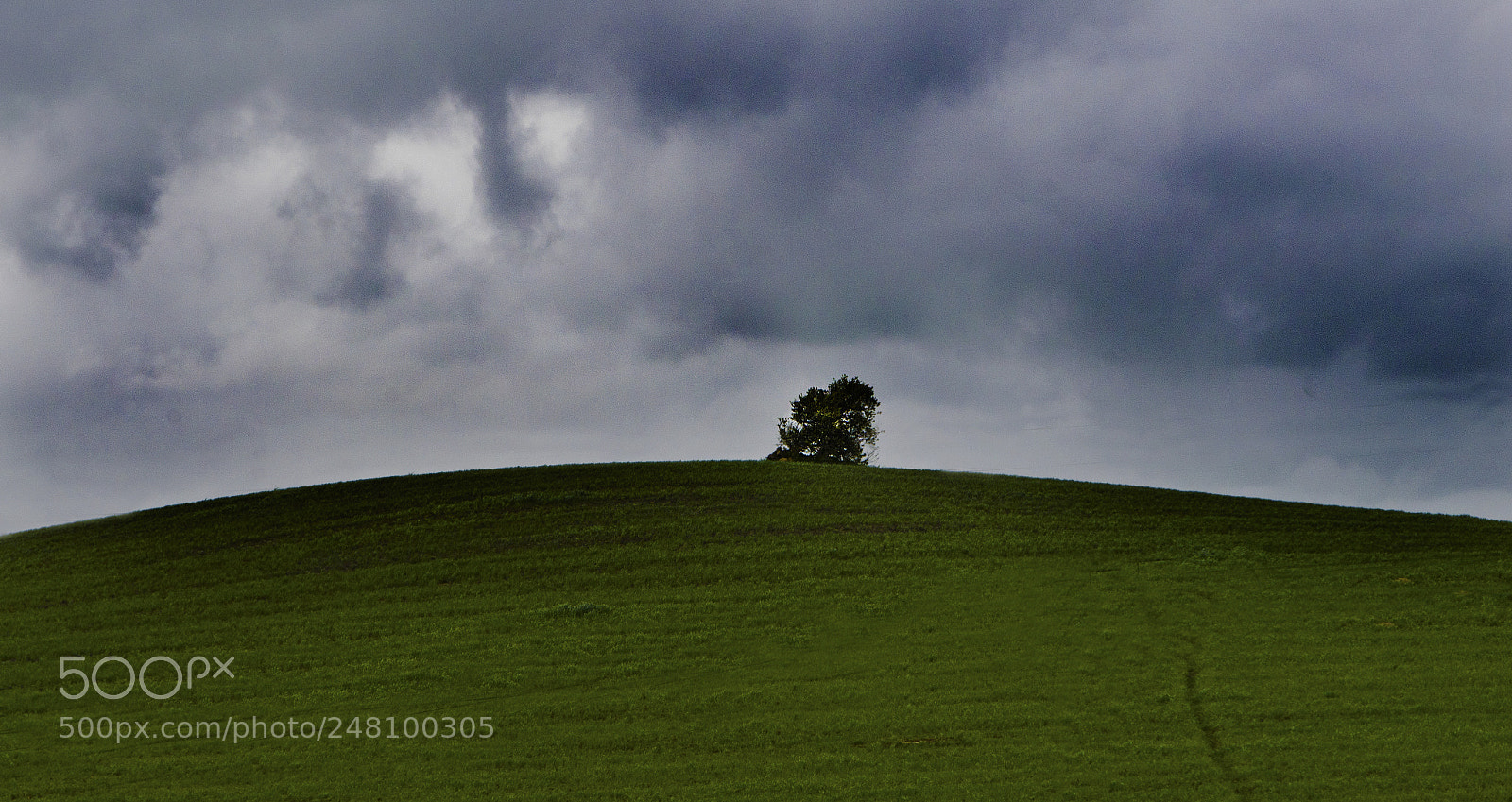 Nikon D5100 sample photo. Dark over green photography