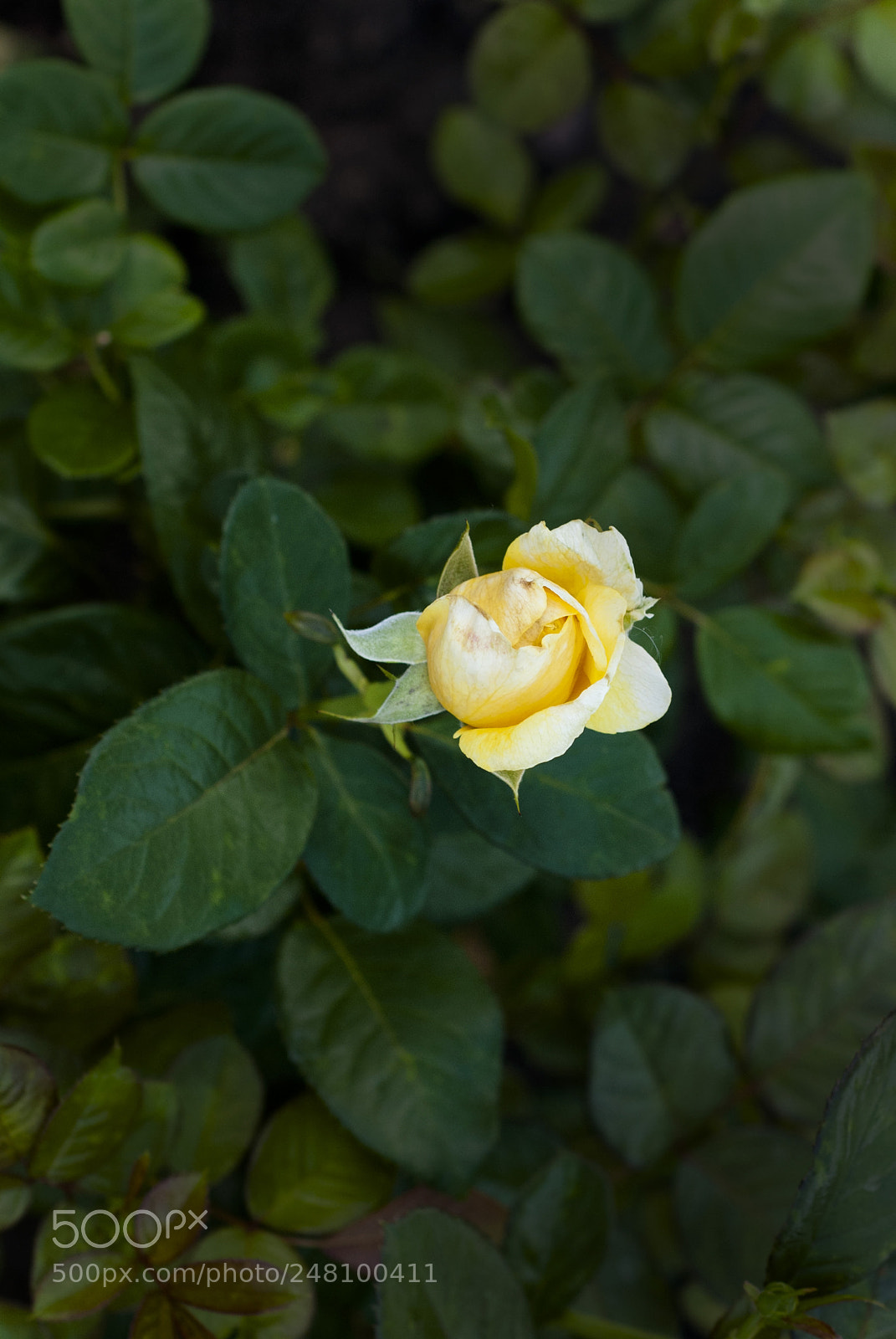 Nikon D80 sample photo. Flower photography