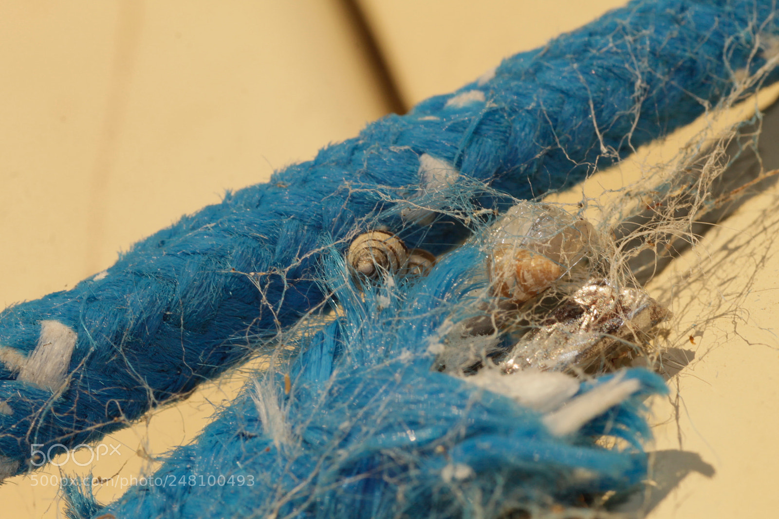 Canon EOS 1100D (EOS Rebel T3 / EOS Kiss X50) sample photo. Rope snails and spiders photography
