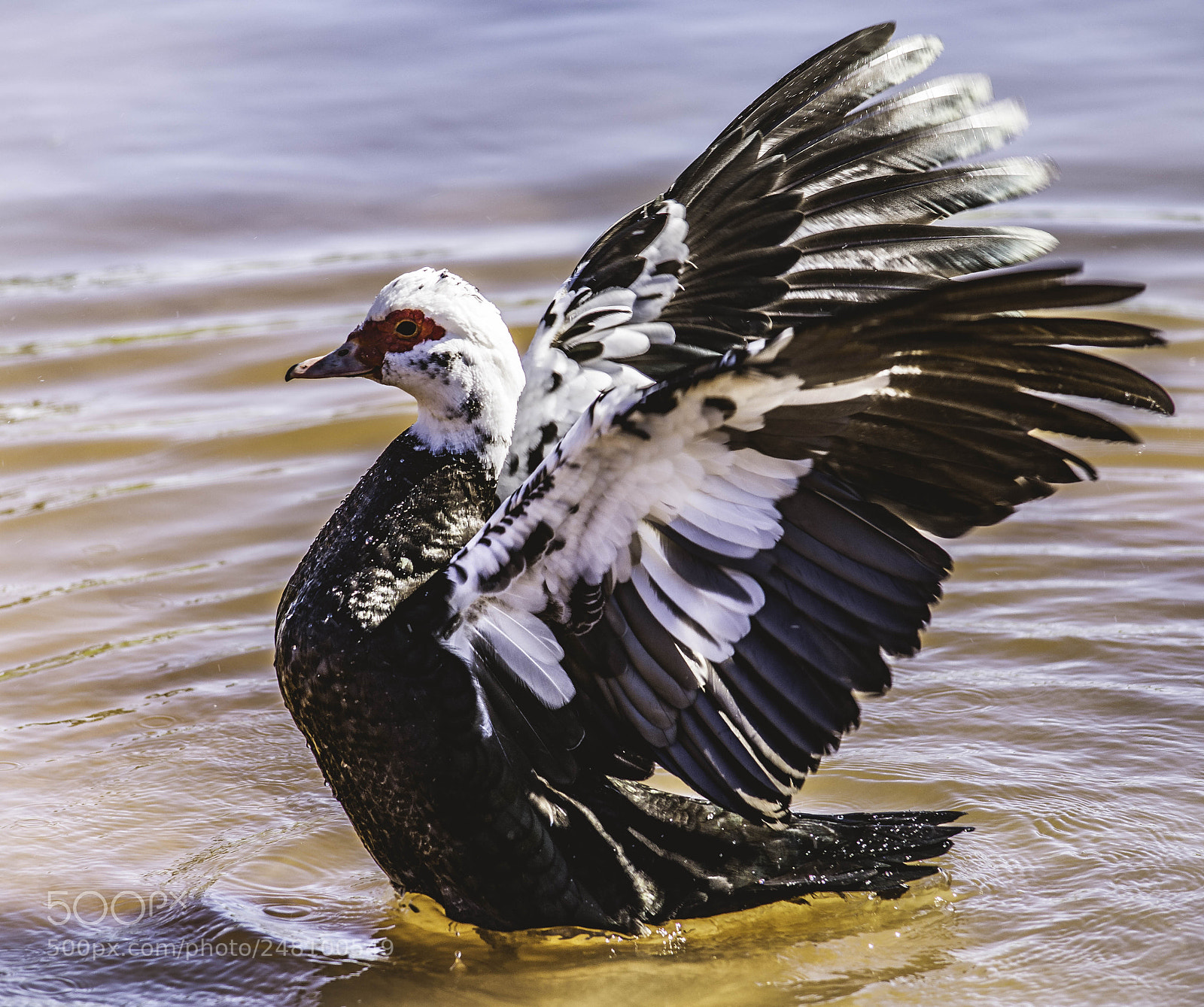 Nikon D7100 sample photo. Pscc feathered friends photography
