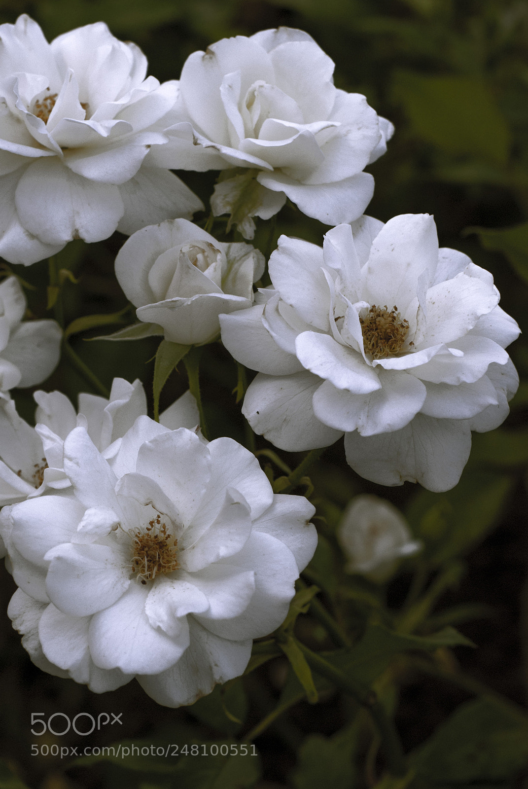 Nikon D80 sample photo. Flowers photography