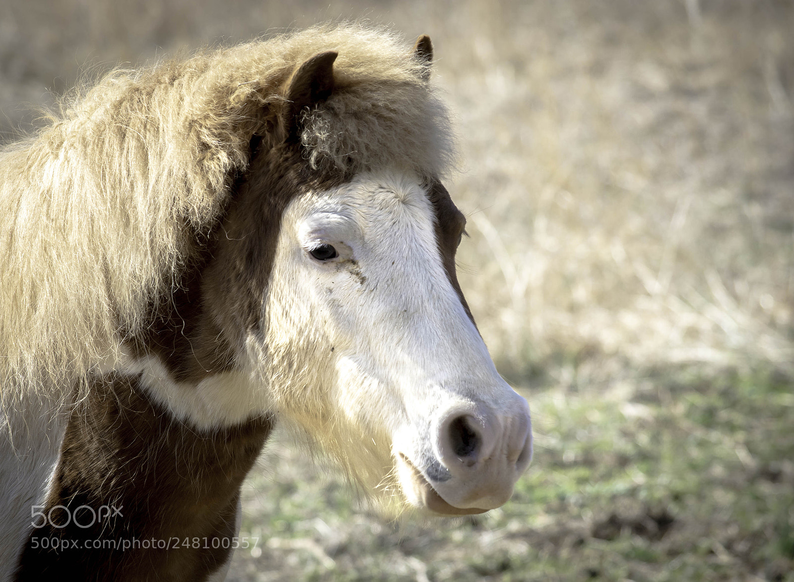 Nikon D7100 sample photo. Local horse farm photography