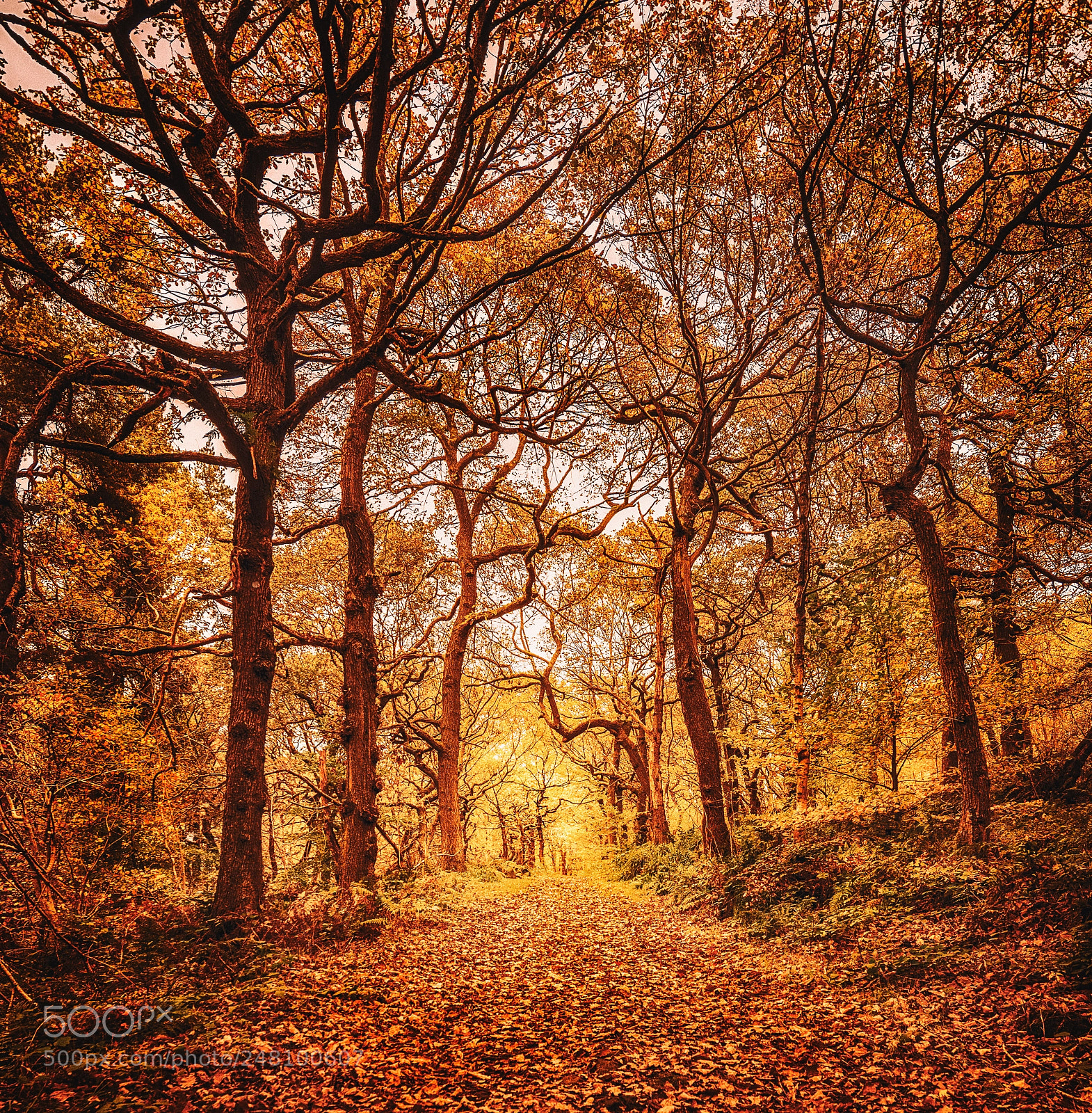 Nikon D810 sample photo. The oak grove photography