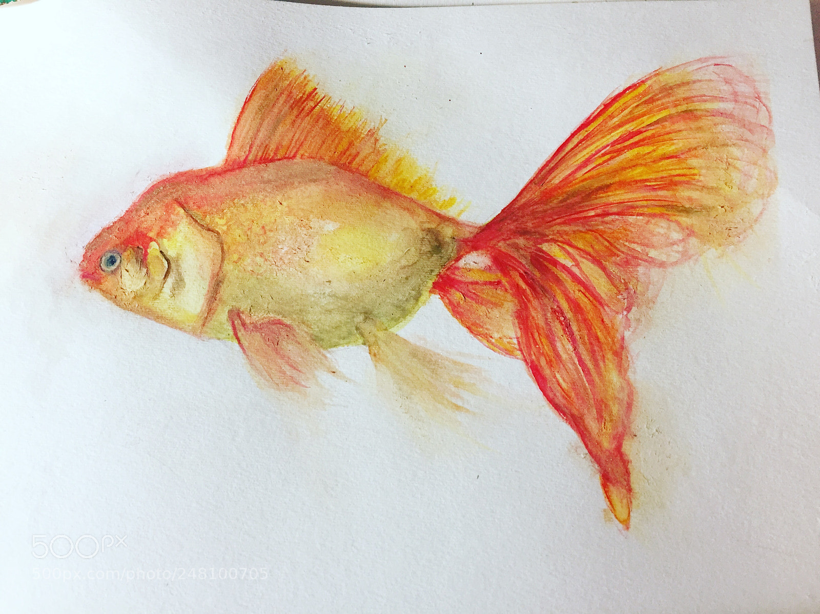 Apple iPhone 6 sample photo. Goldfish photography