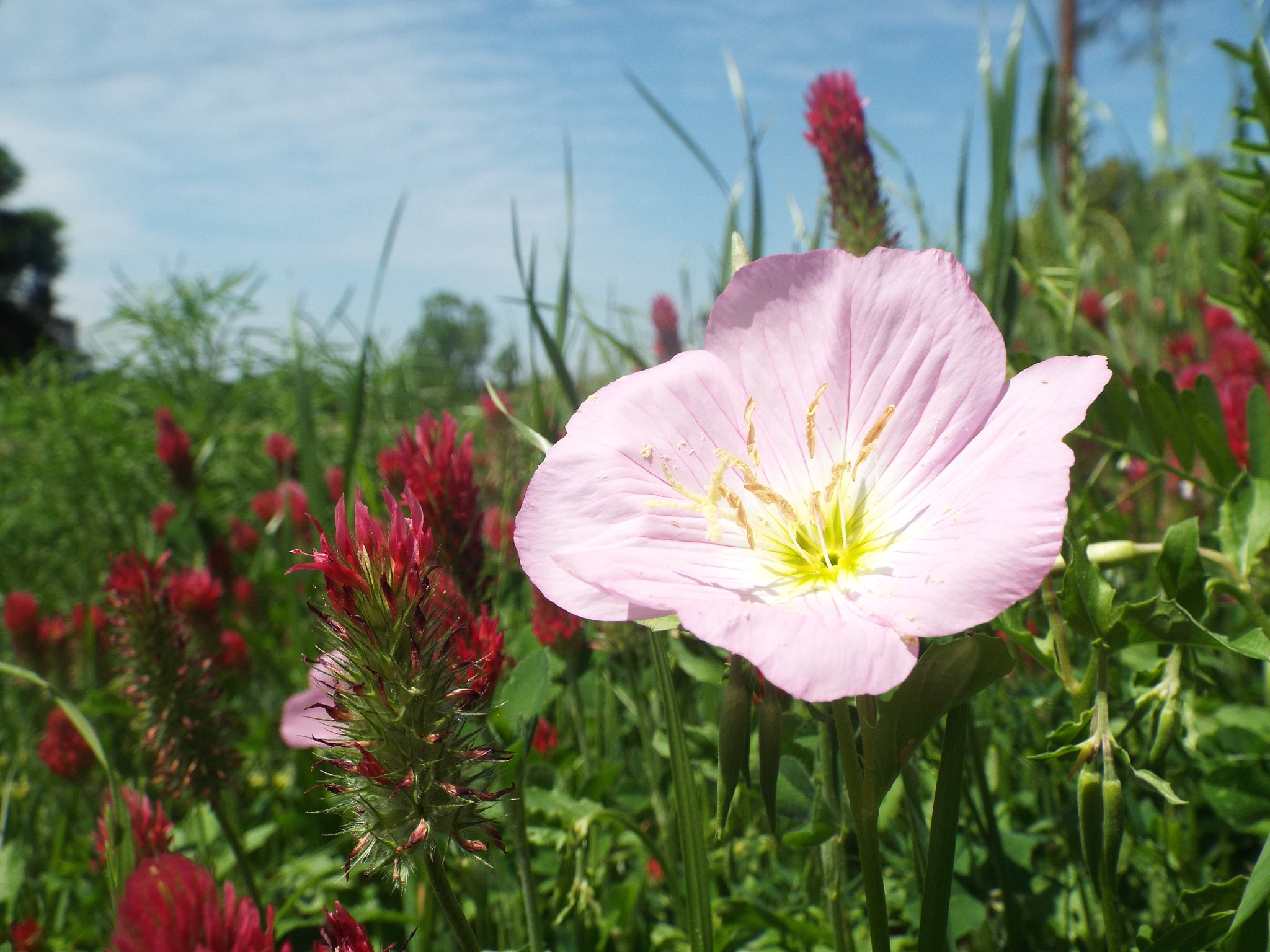 Fujifilm FinePix S8200 sample photo. In bloom photography