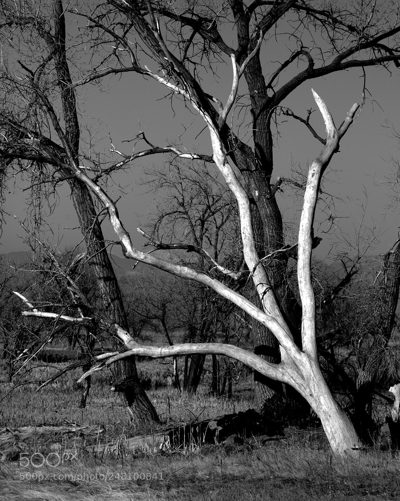 Nikon D610 sample photo. Skeleton photography