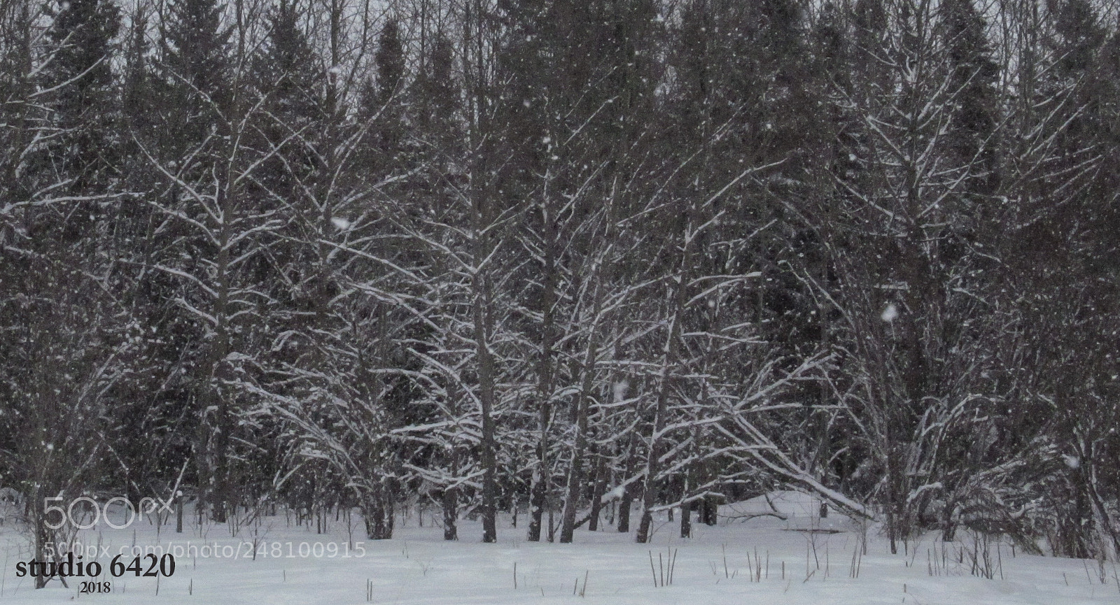 Canon PowerShot SX150 IS sample photo. Under a fresh white photography