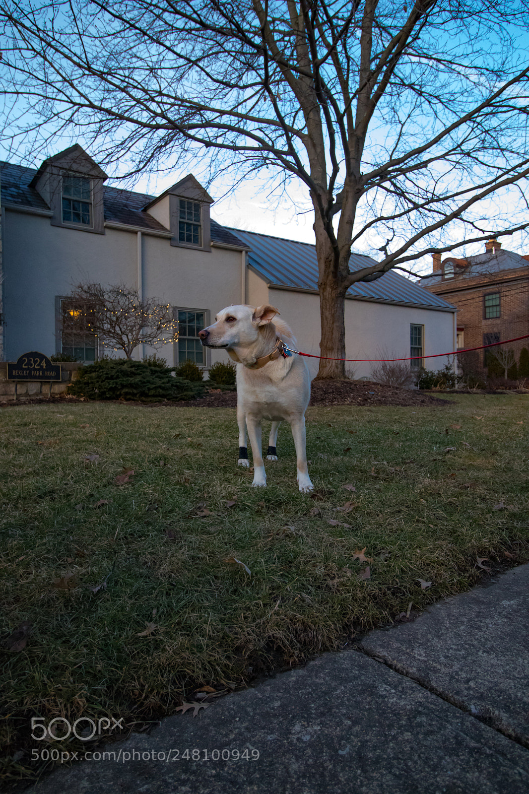 Canon EOS 800D (EOS Rebel T7i / EOS Kiss X9i) sample photo. Dog photography