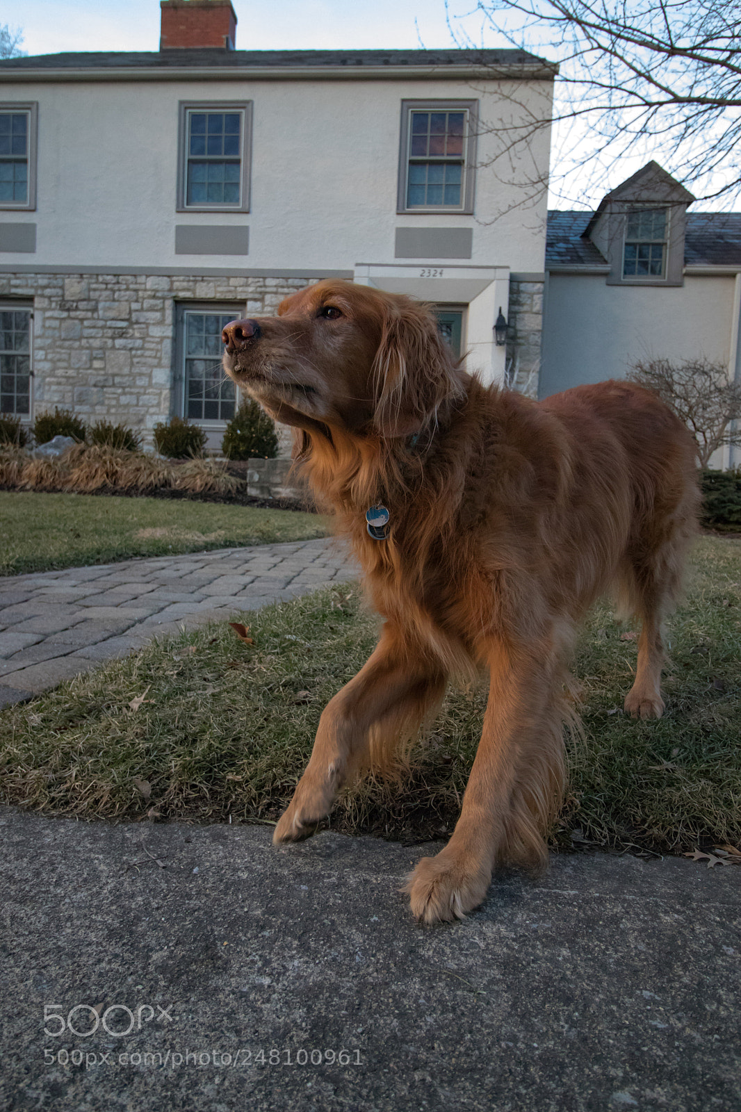 Canon EOS 800D (EOS Rebel T7i / EOS Kiss X9i) sample photo. Dog photography