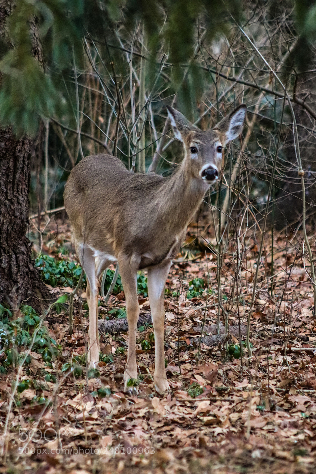 Canon EOS 800D (EOS Rebel T7i / EOS Kiss X9i) sample photo. Deer photography