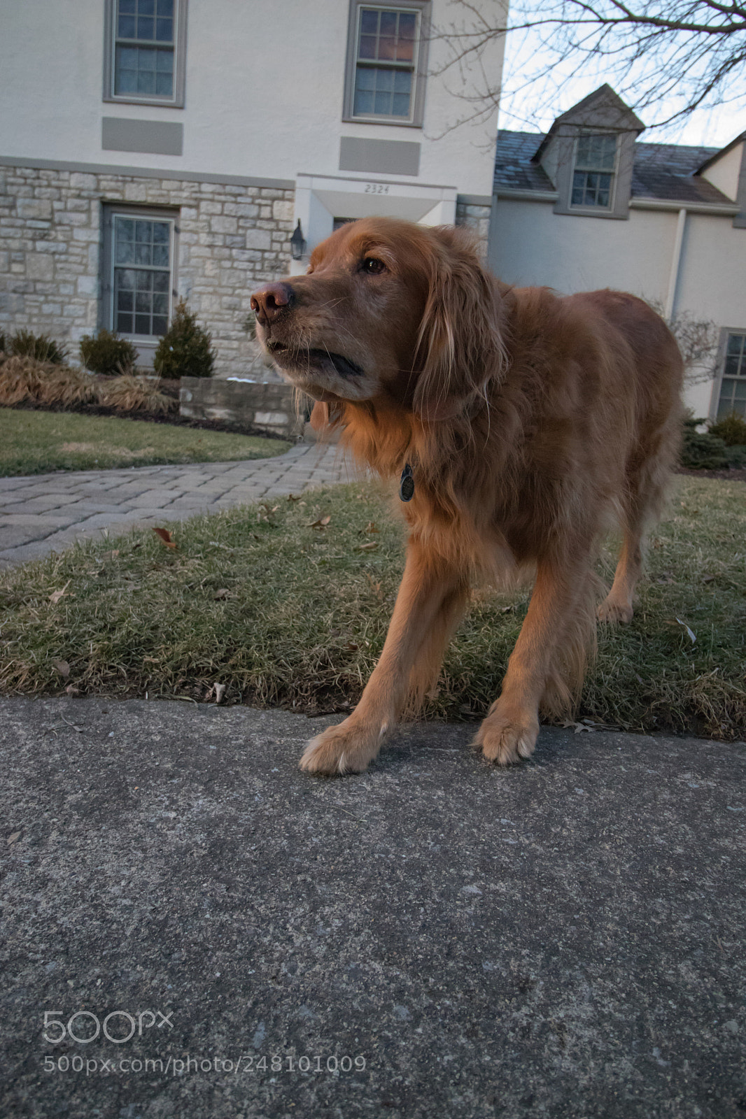 Canon EOS 800D (EOS Rebel T7i / EOS Kiss X9i) sample photo. Dog photography