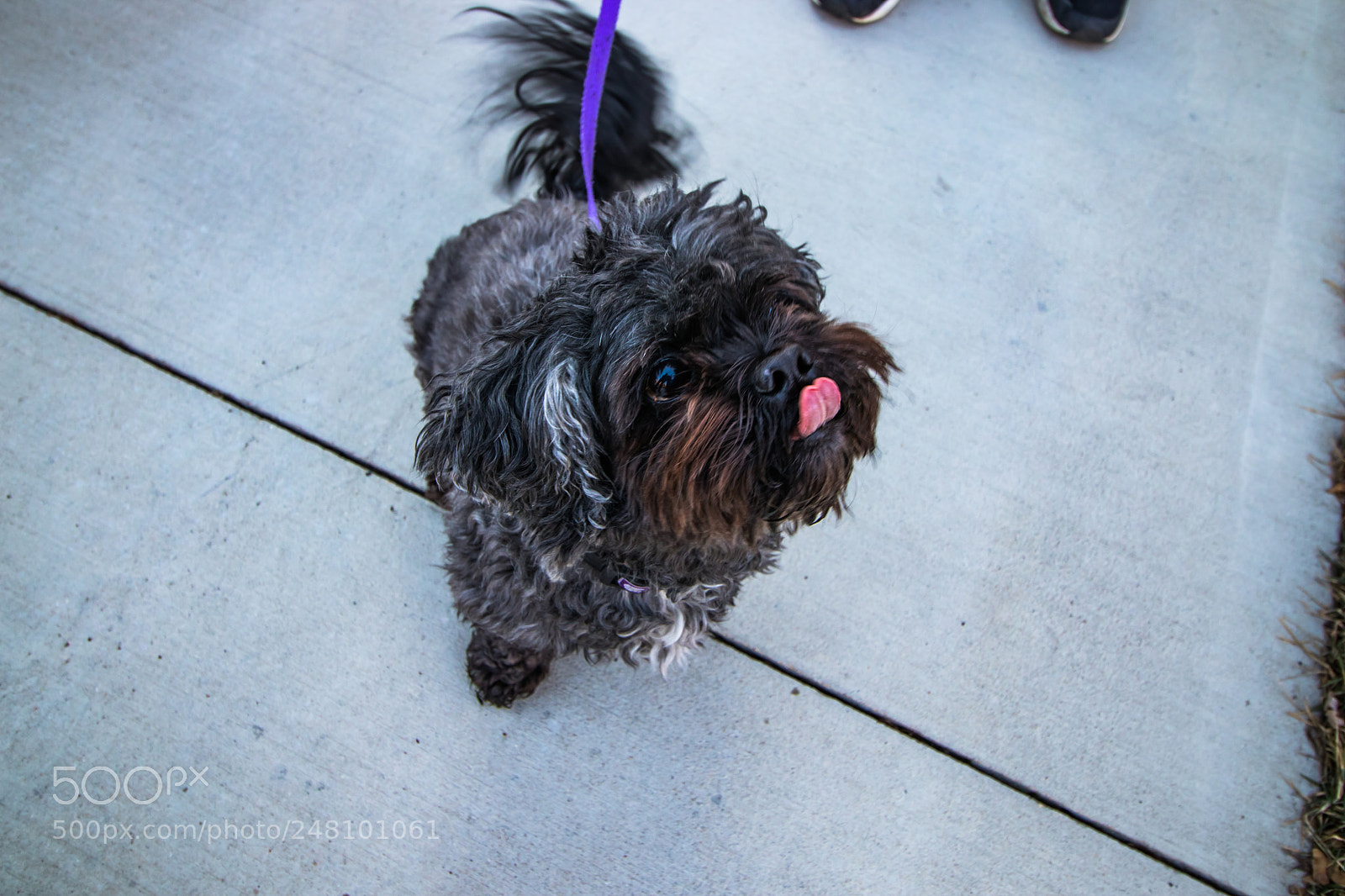 Canon EOS 800D (EOS Rebel T7i / EOS Kiss X9i) sample photo. Dog photography