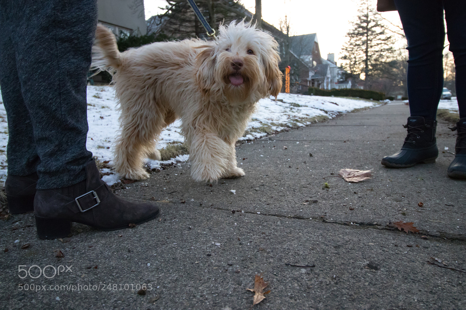 Canon EOS 800D (EOS Rebel T7i / EOS Kiss X9i) sample photo. Dog photography