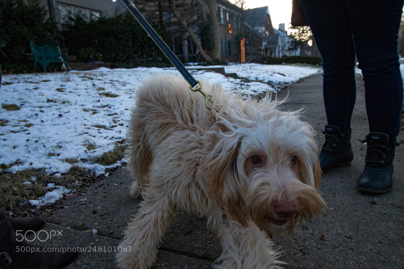 Canon EOS 800D (EOS Rebel T7i / EOS Kiss X9i) sample photo. Dog photography