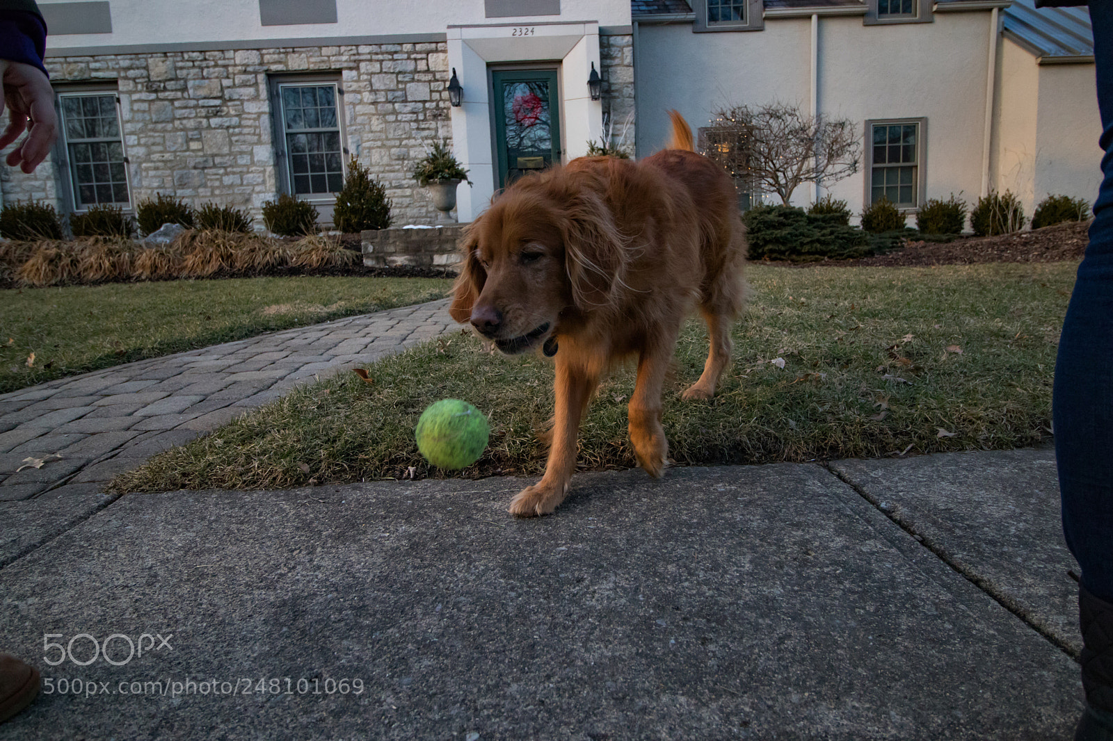 Canon EOS 800D (EOS Rebel T7i / EOS Kiss X9i) sample photo. Dog photography
