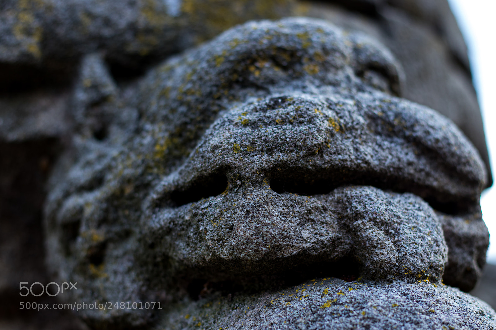 Canon EOS 800D (EOS Rebel T7i / EOS Kiss X9i) sample photo. Lion head photography