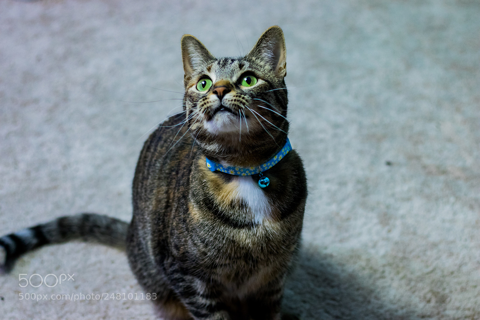 Canon EOS 800D (EOS Rebel T7i / EOS Kiss X9i) sample photo. Cat photography