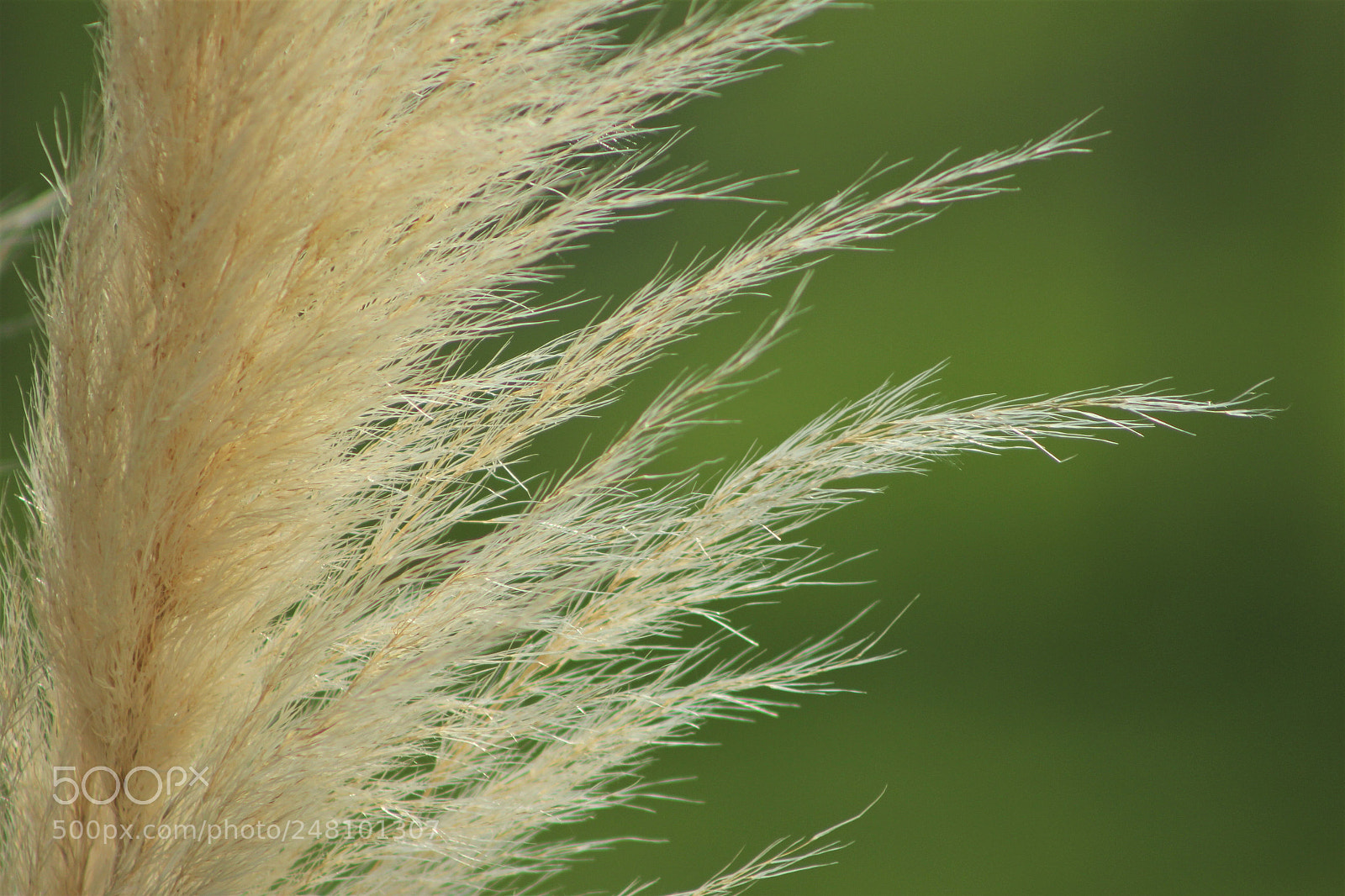 Canon EOS 60D sample photo. Laser nature photography