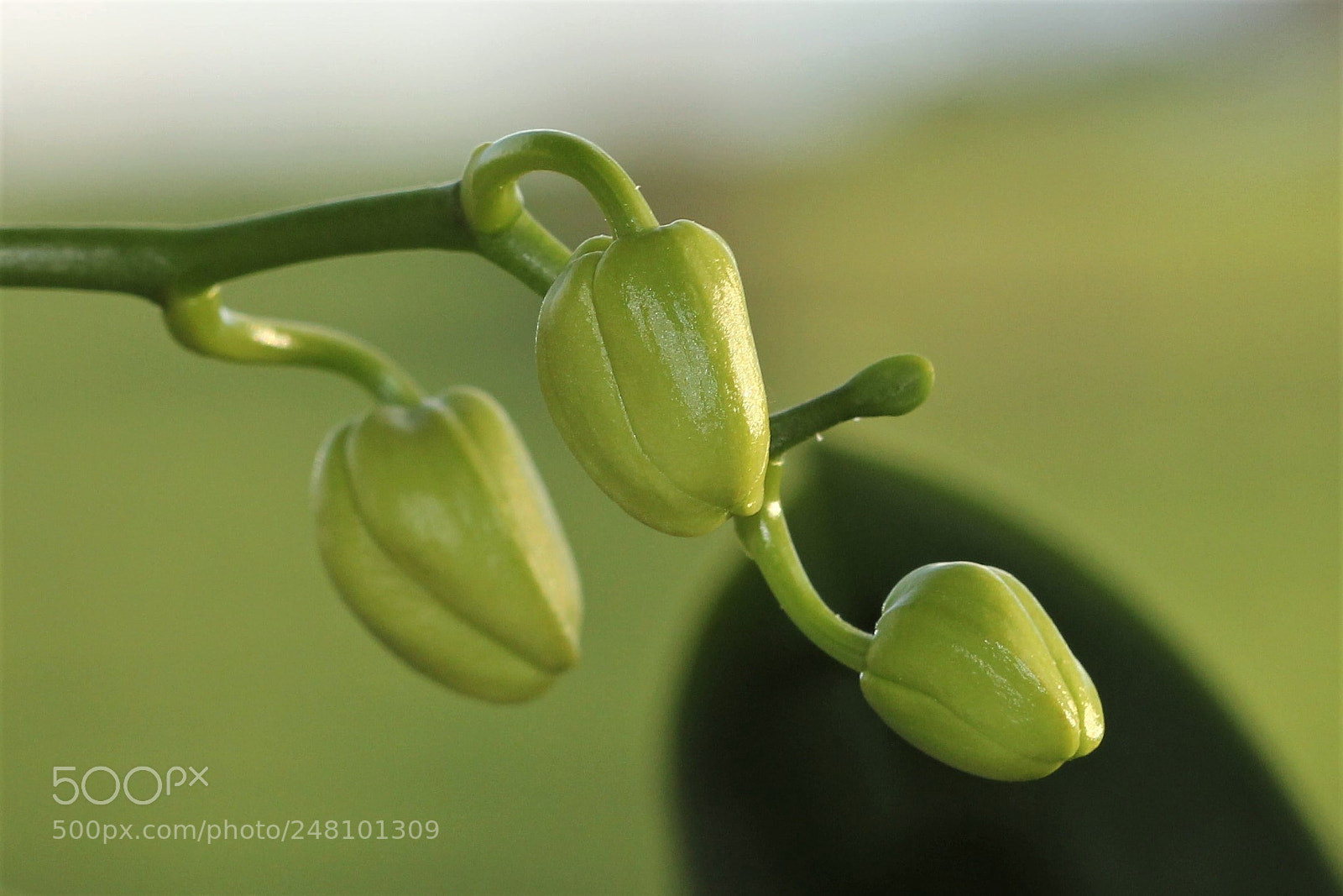 Canon EOS 60D sample photo. Patience photography