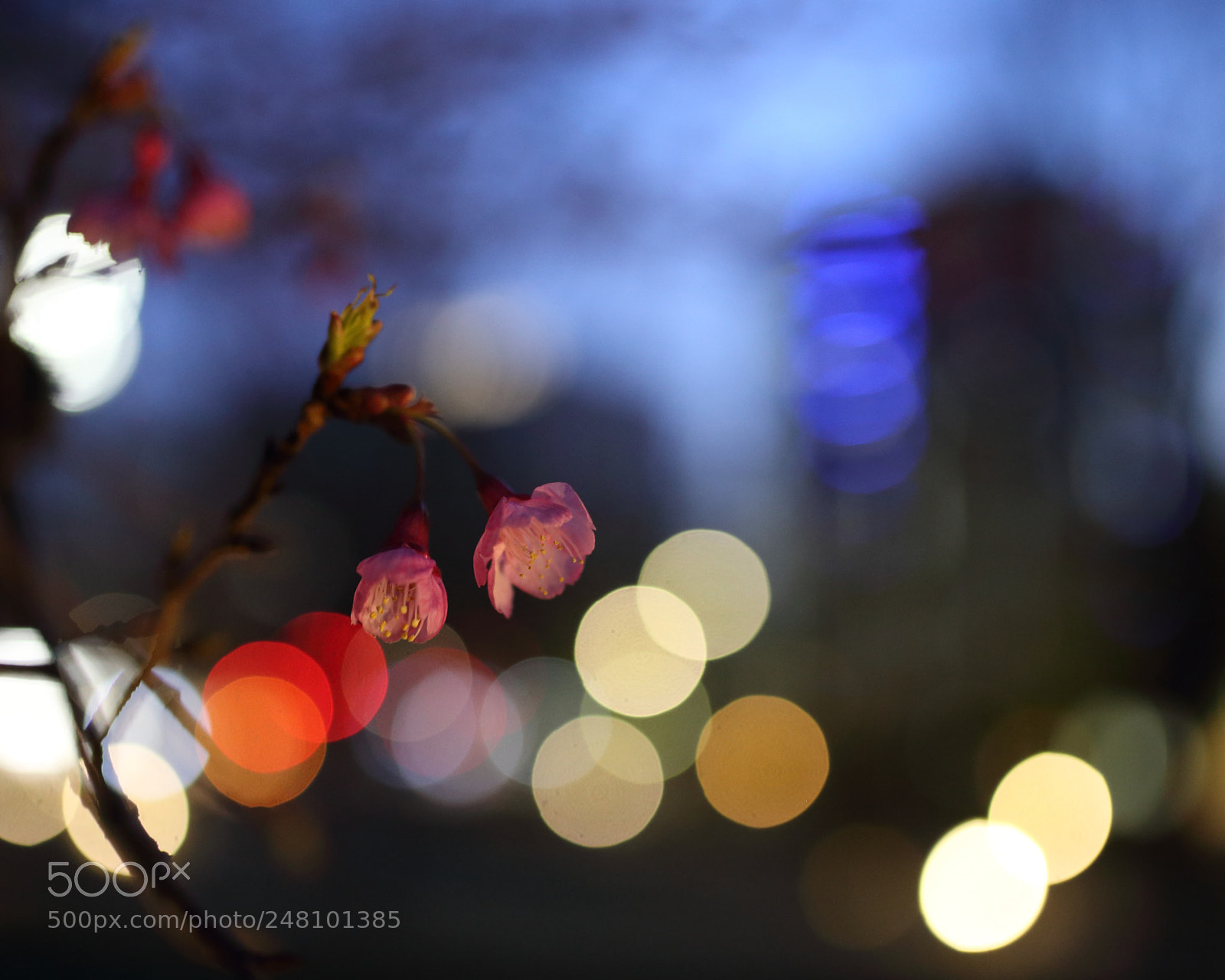 Sigma 35mm F1.4 DG HSM Art sample photo. Cherry blossoms photography