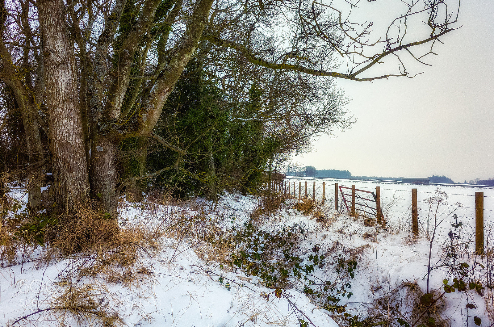 Ricoh GR sample photo. In the sticks photography